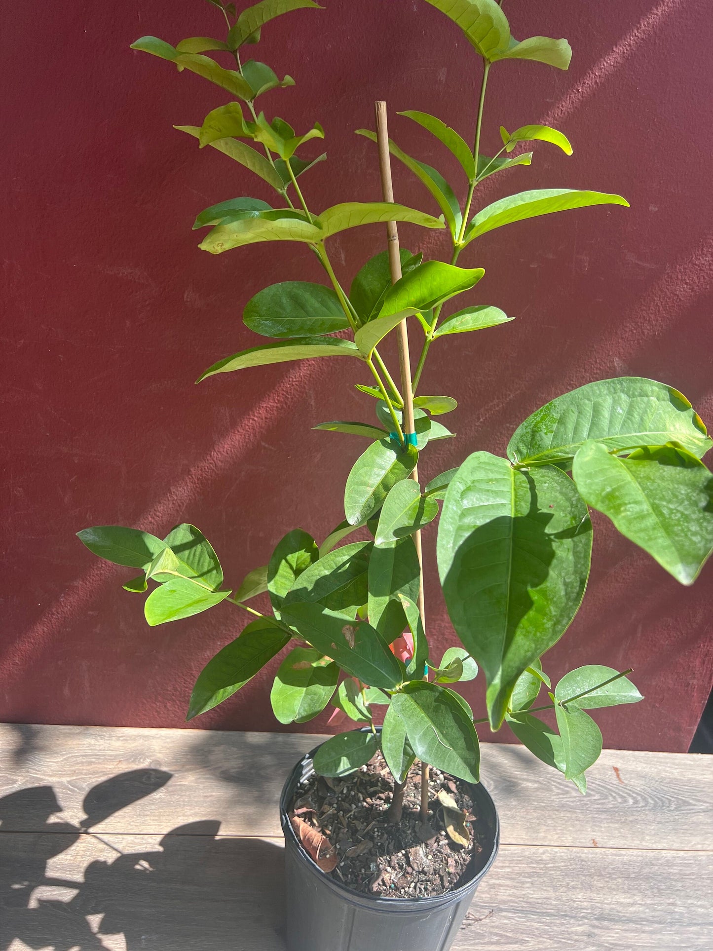 Red Wax apple, in 3 gallon, air layered, rose apple, jambu air, No Ship to CA and HI