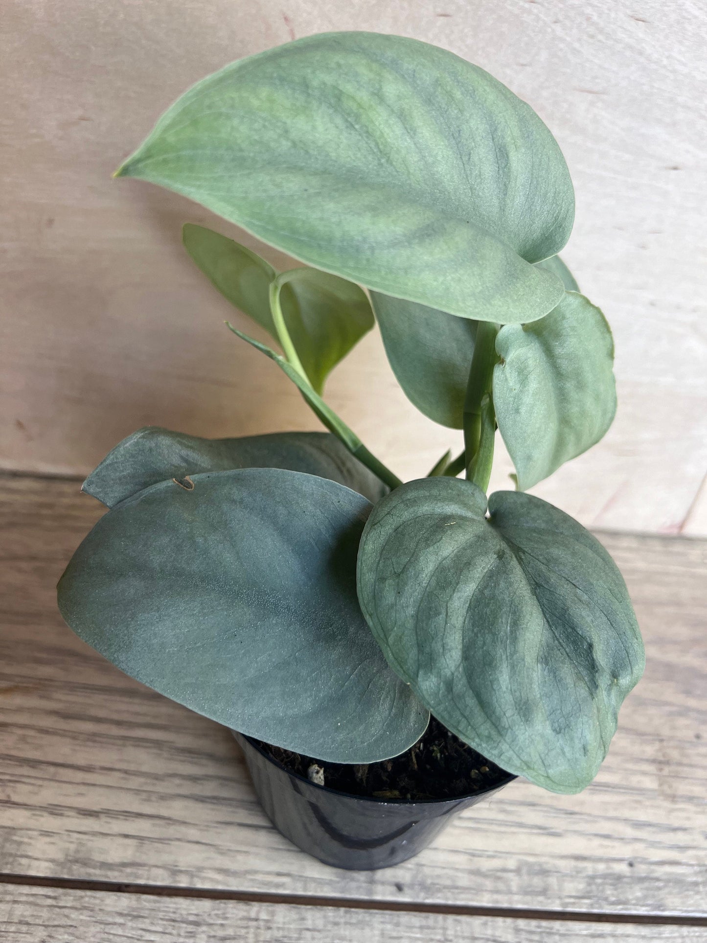 Scindapsus Silver Hero in 4" Pot