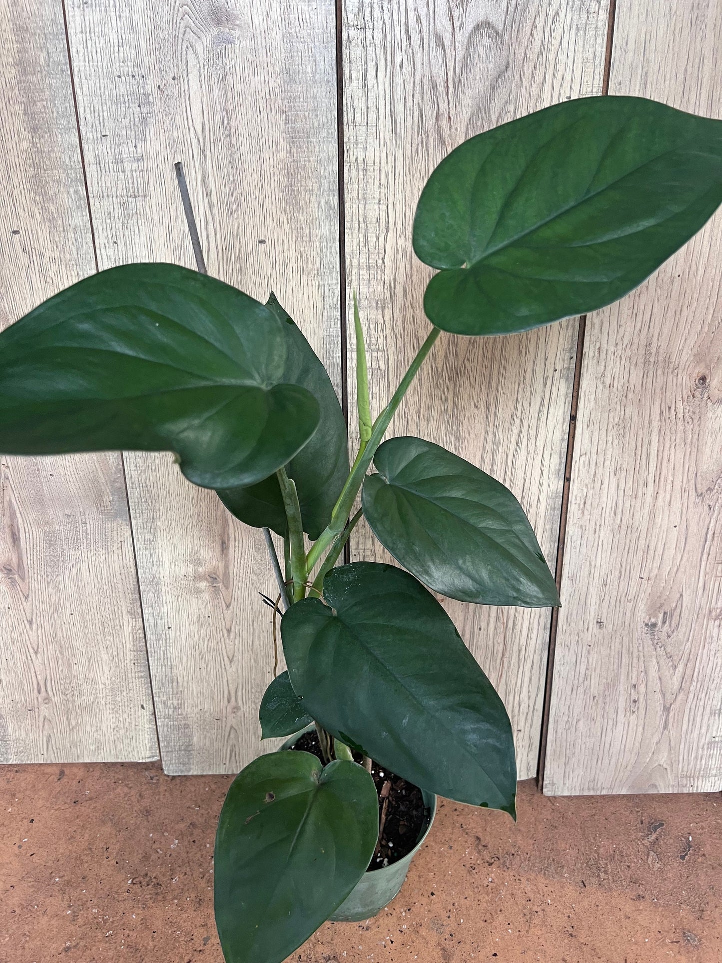 Syngonium chiapense in 6" Pot
