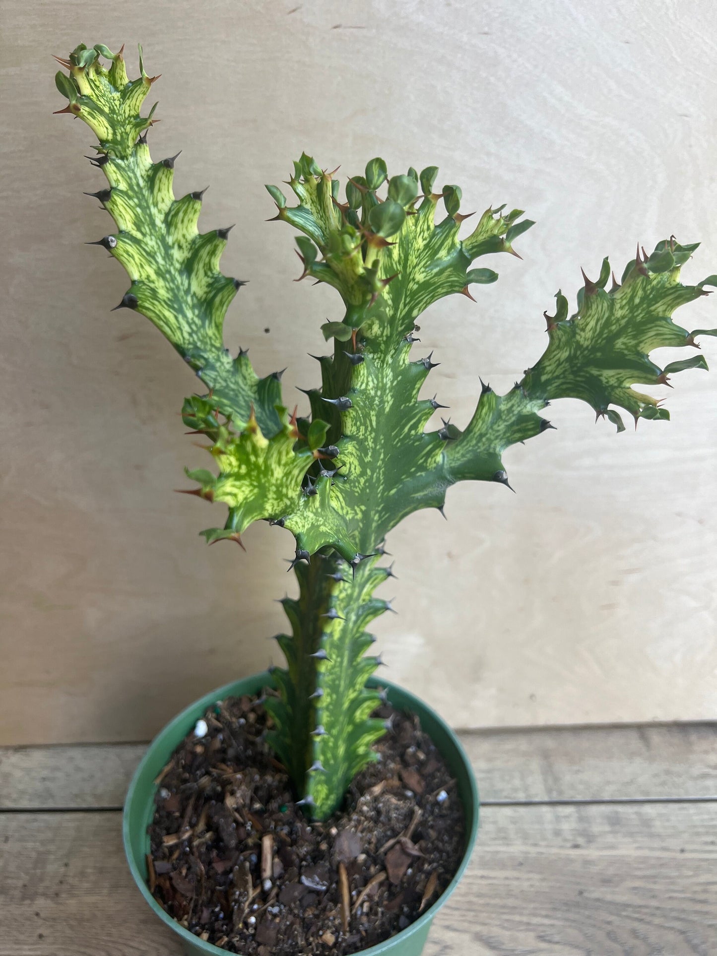 Euphorbia Lactea Variegated, Dragon Bone in 6" Pot, rare, cactus , succulent, Lacei variegata