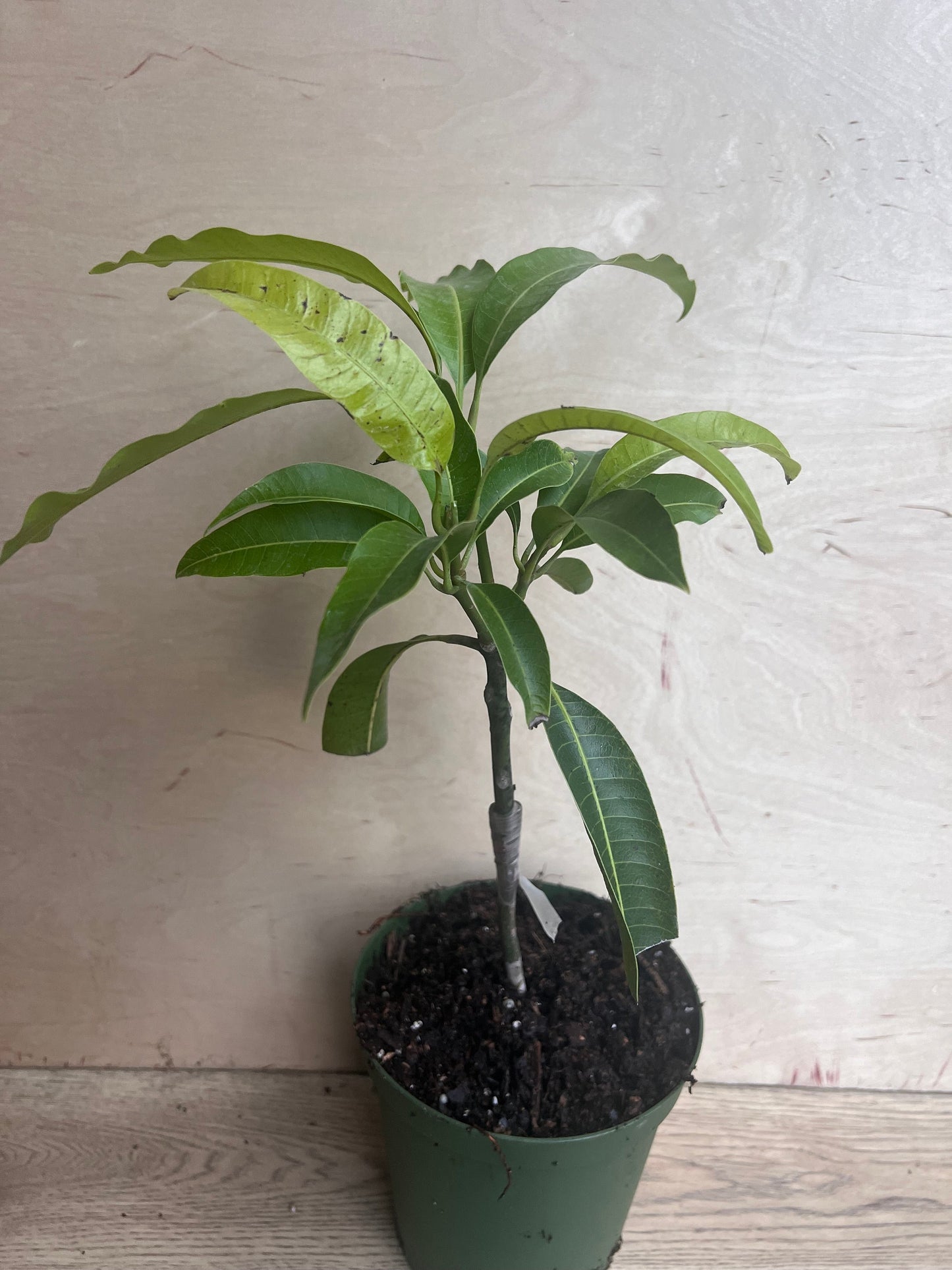 Manila Mango in 10" Pot, grafted