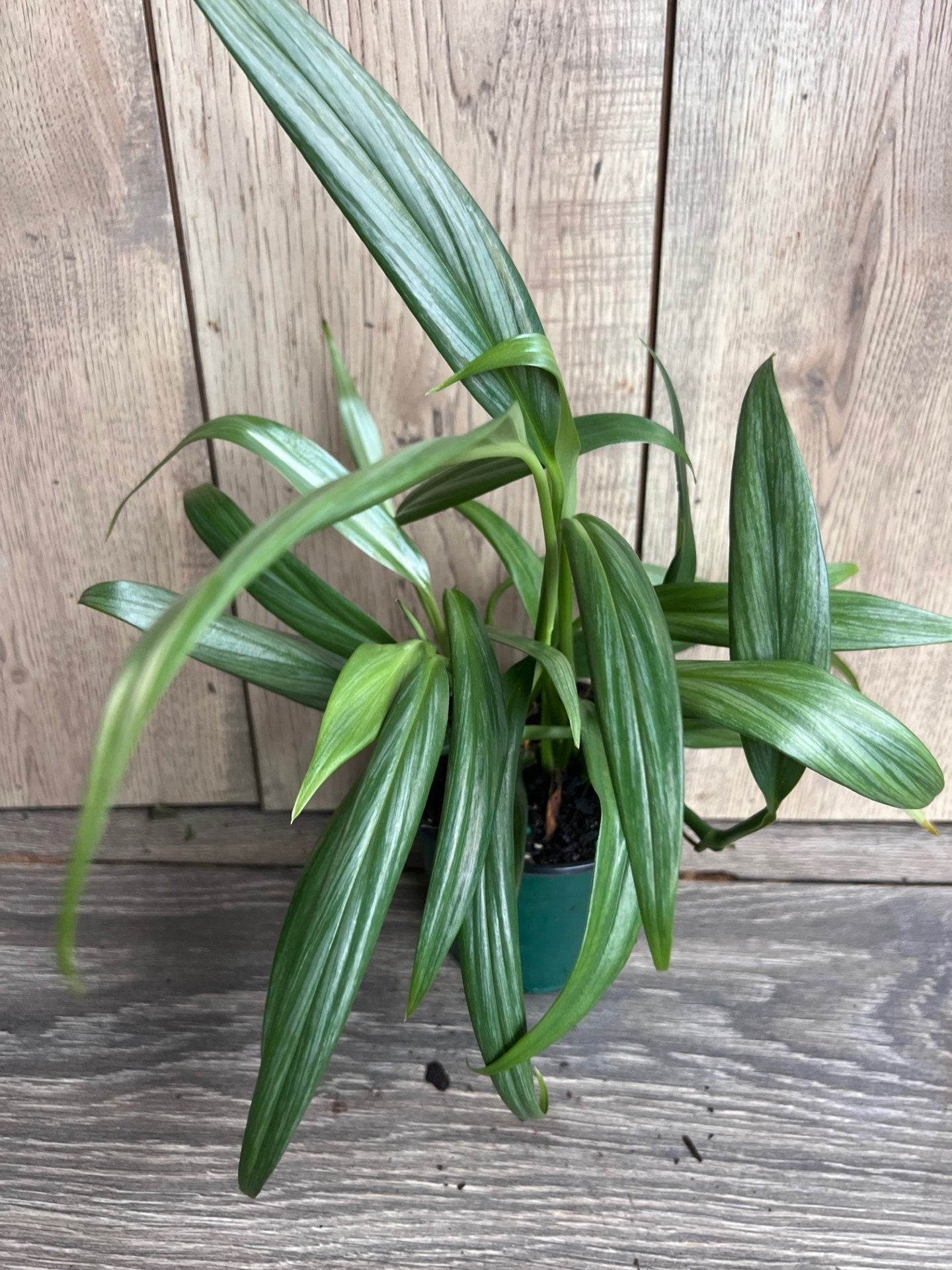 Epipremnum Amplissimum Silver in 4" Pot