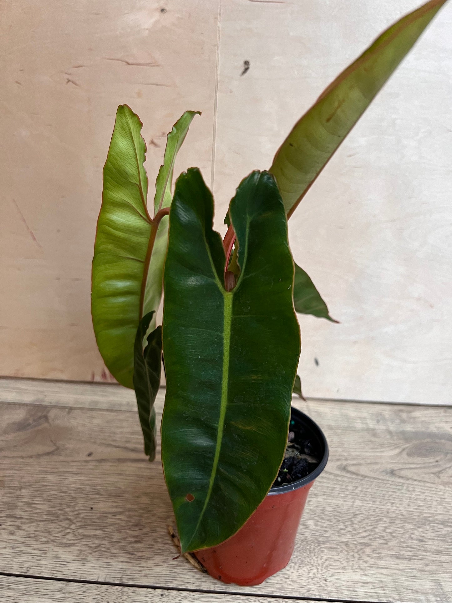 Philodendron Billietiae in 4" Pot