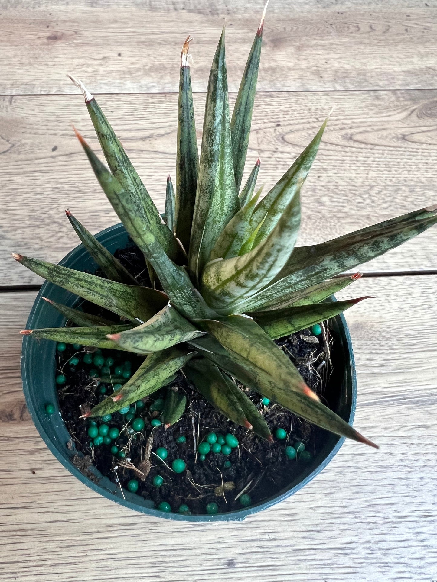 Sansevieria francisii 4”pot
