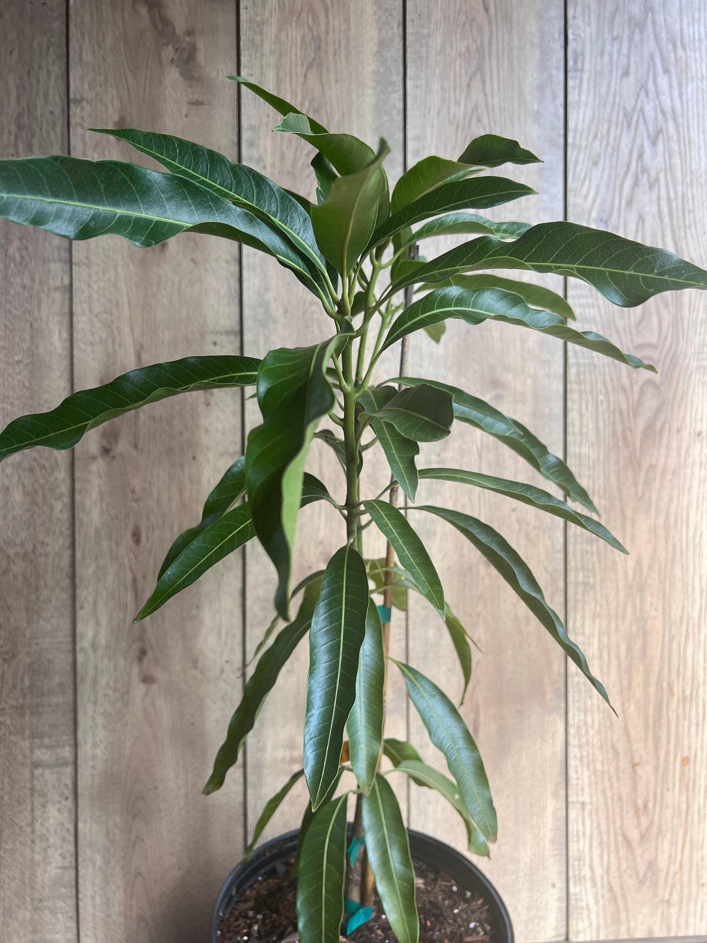 Mallika Mango Tree. grafted in 3 gallons pot, No Ship to CA and HI
