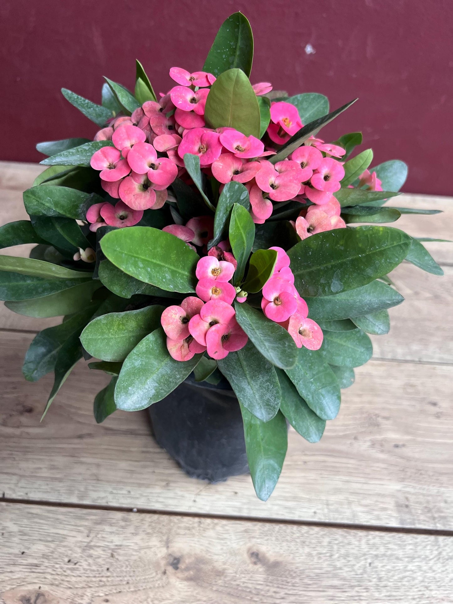 Crown of Thorns, Pink in 6" Pot, Euphorbia milii