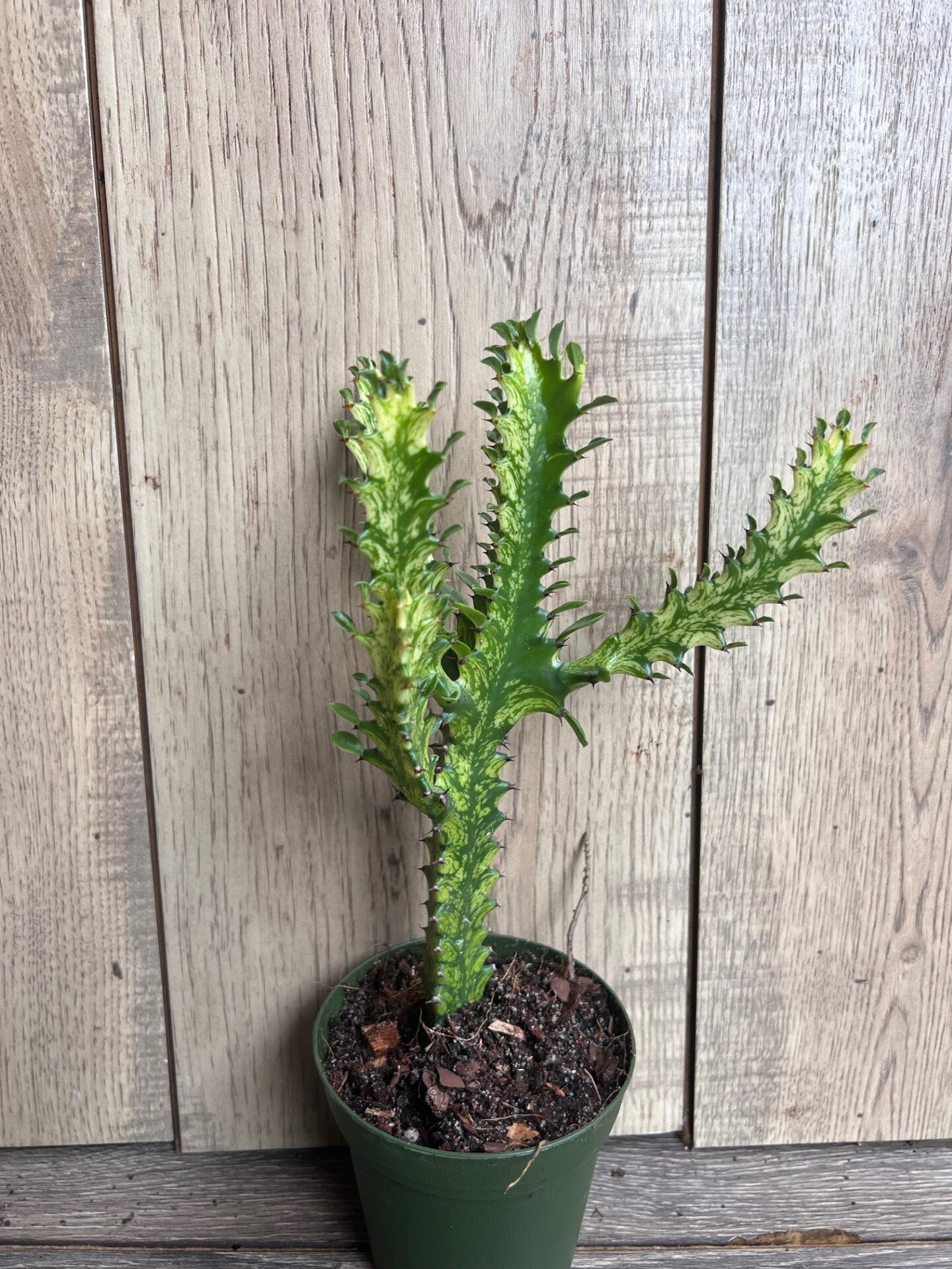 Euphorbia Lactea Variegated, Dragon Bone in 4" Pot, rare, cactus , succulent, Lacei variegata