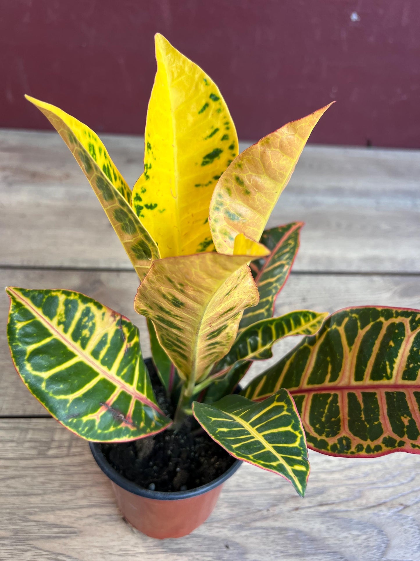 Croton Petra in 4" Pot, house plant, indoor, outdoor
