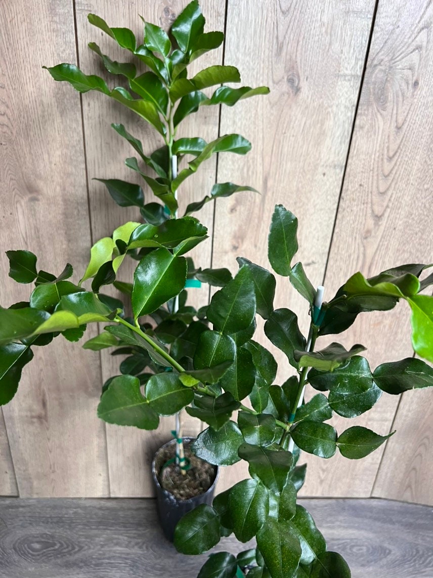 Kaffir Lime Tree - Citrus Hystrix Makrut in Half Gallon Pot, Kieffer Lime, Jeruk Purut, Grafted,