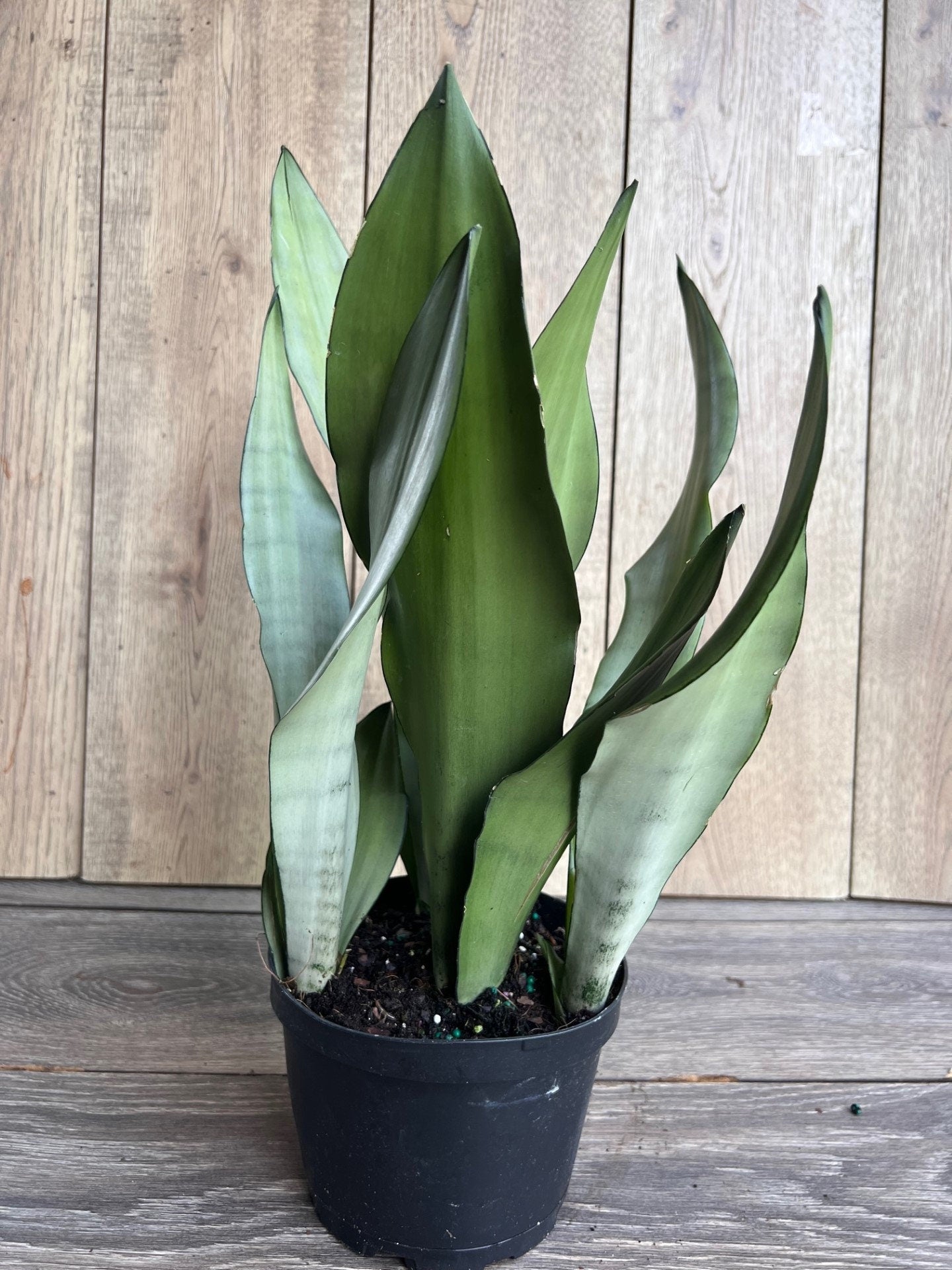 Sansevieria Moonshine in 6" Pot , Snake plant, Live house plant