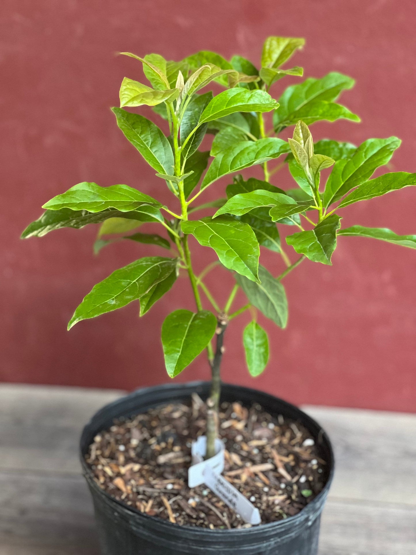 Mexicola Grande Avocado Tree , “Cold Hardy” Grafted in 3 Gallon Pot, No Ship to CA and HI