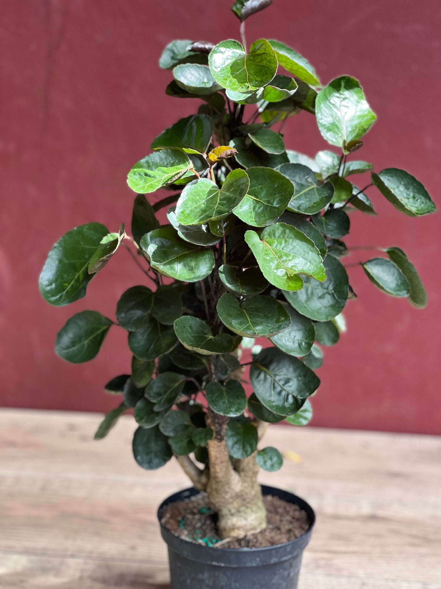 Aralia Fabian Stump 6" Pot, house plant, indoor plant