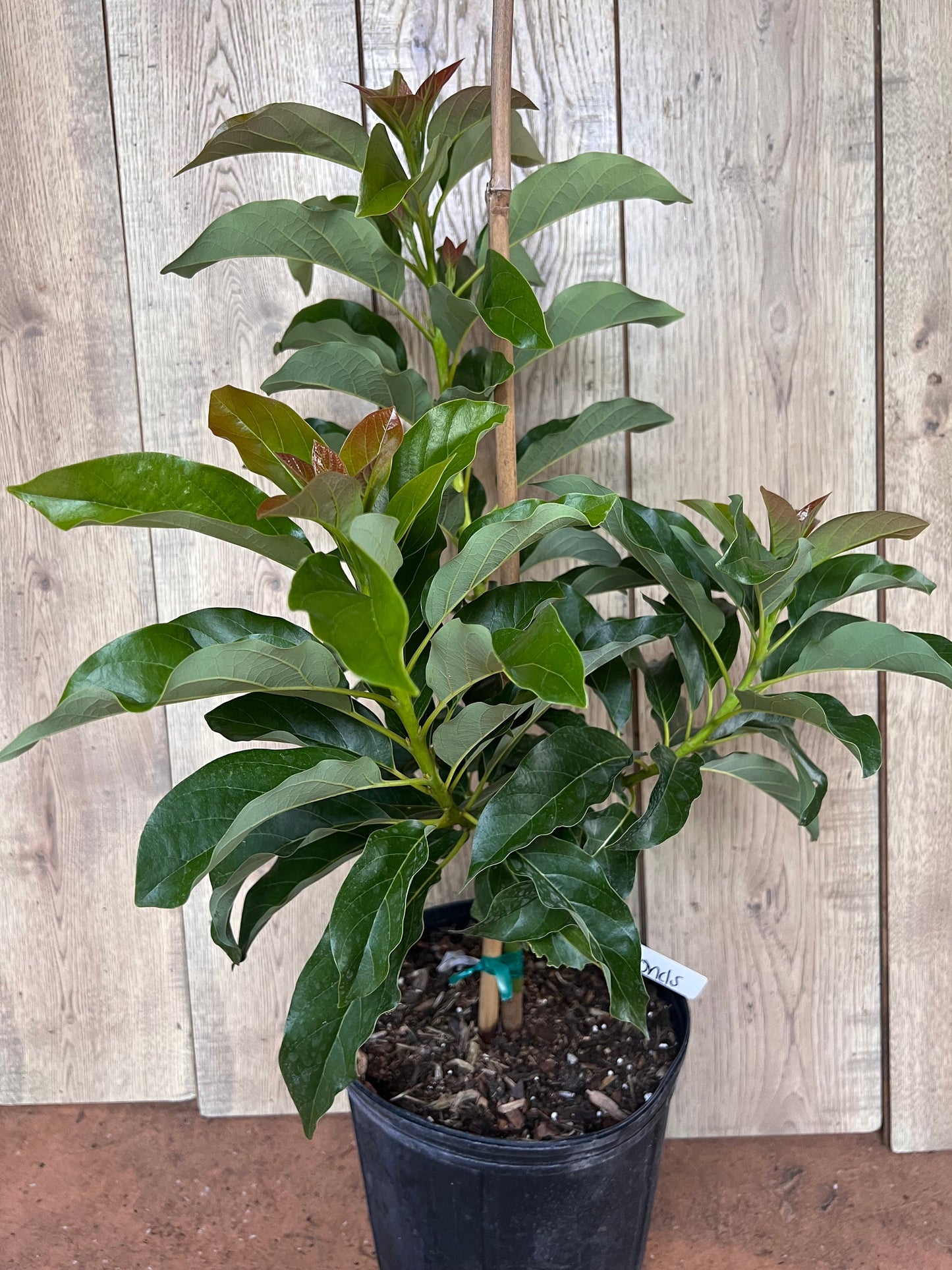 Simmonds avocado Tree , Grafted in 3 Gallon Pot, No Ship to CA and HI