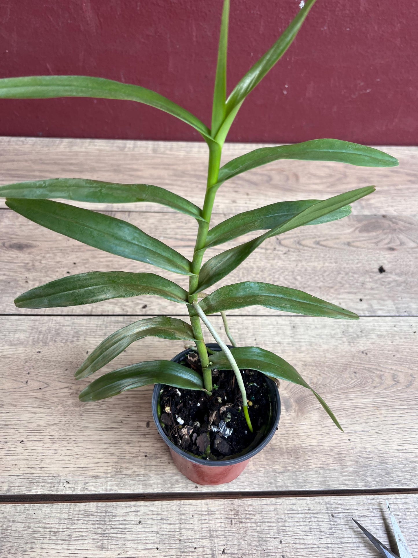 Scorpion orchid in 4" Pot, Arachnis, Aranda orchid