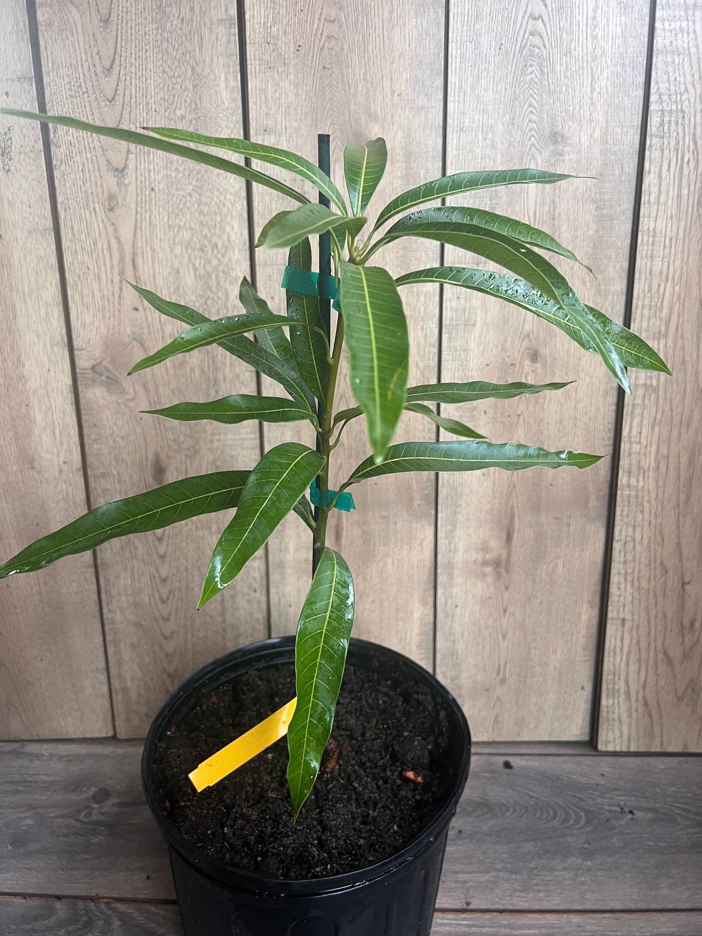 Ice Cream Mango Tree. grafted in 3 gallons pot, No Ship to CA and HI