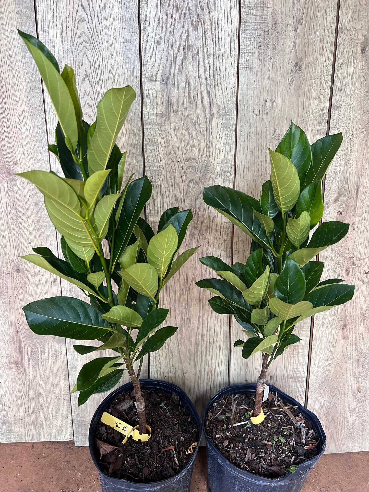 J31 Jack Fruit, Dwarf in 3 Gallon Pot, Grafted, Artocarpus heterophyllus, no ship to CA and HI