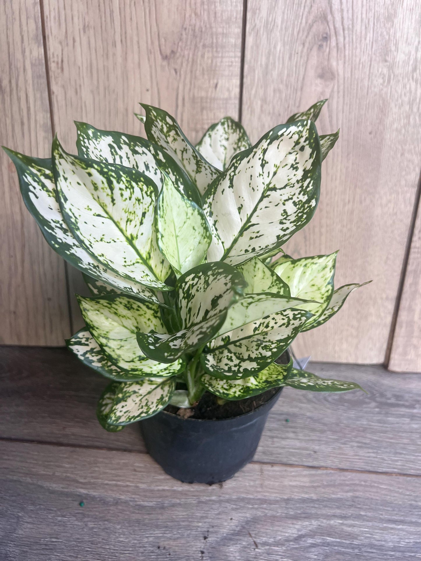 Aglaonema Variegata pearls in 6", commutatum Pearls