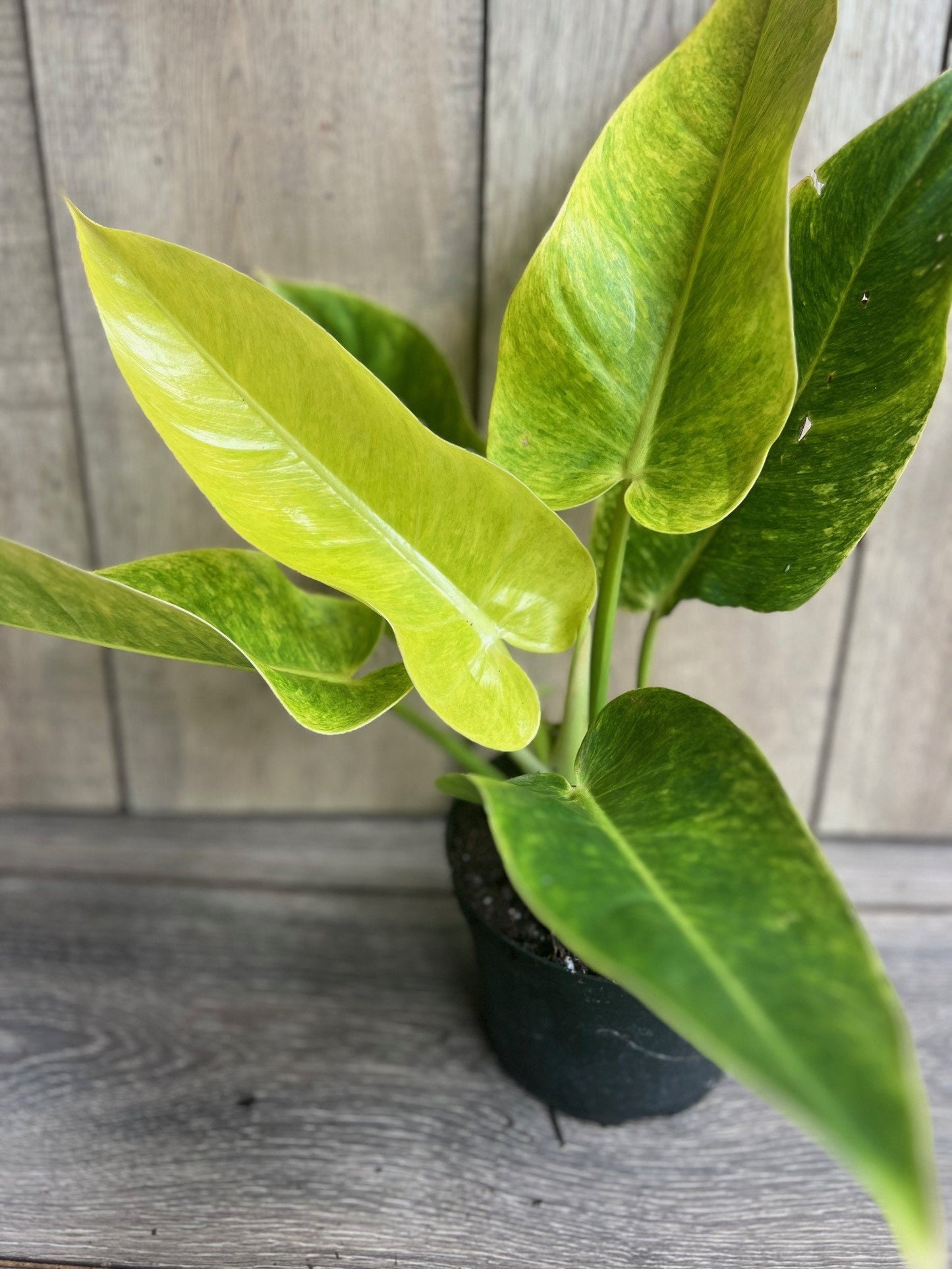 Philodendron Calkins Gold in 6" Pot