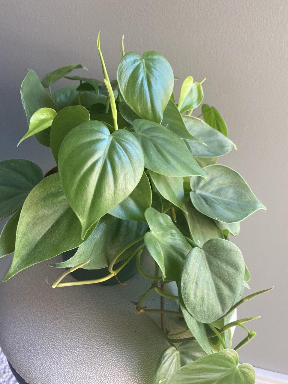 Philodendron cordatum “heartleaf”- live house plant- indoor plant, trailing and vining plant