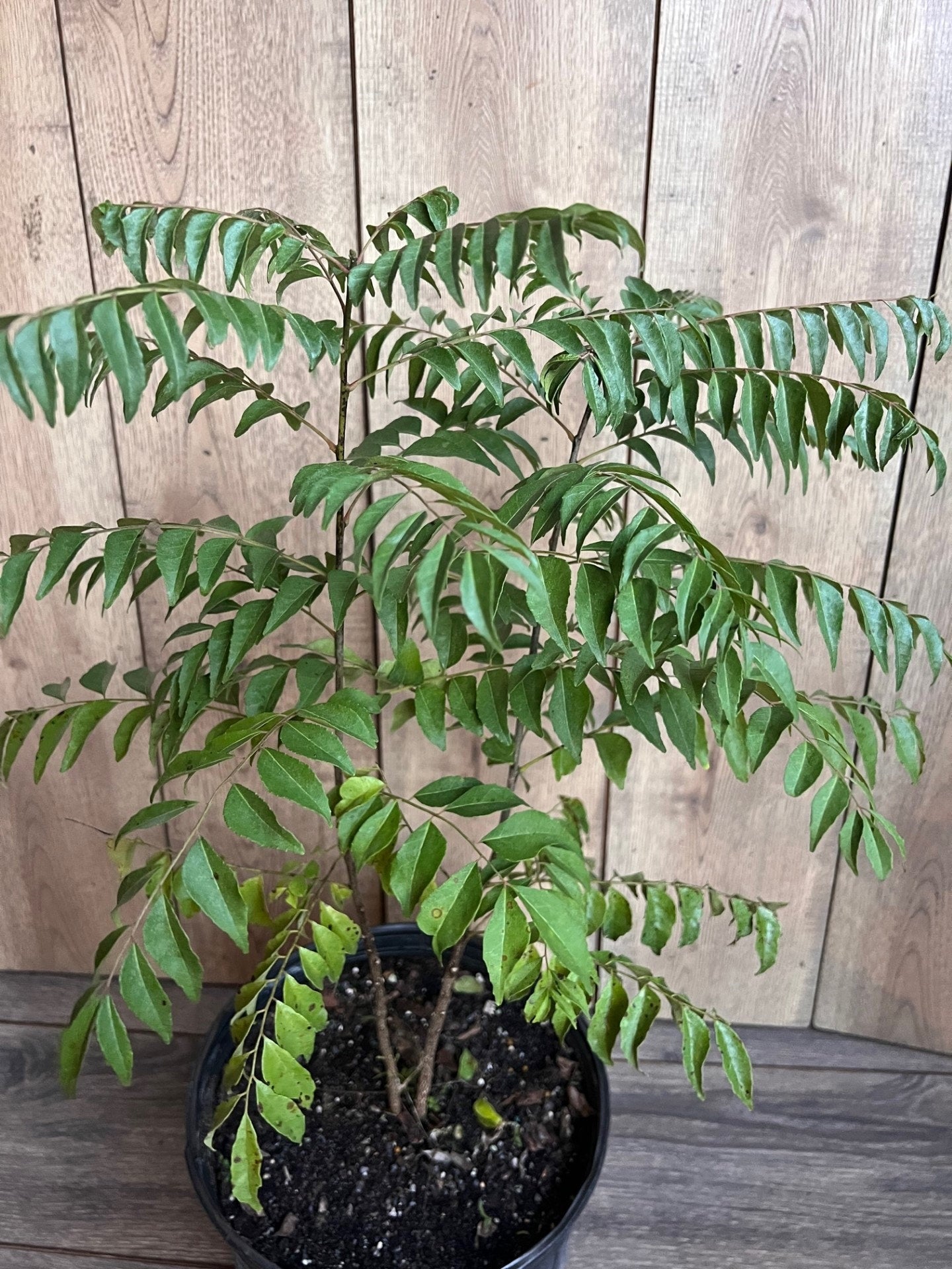 Curry Leaf Plant, Murraya Koenigii in 10" Pot. No ship to CA or HI