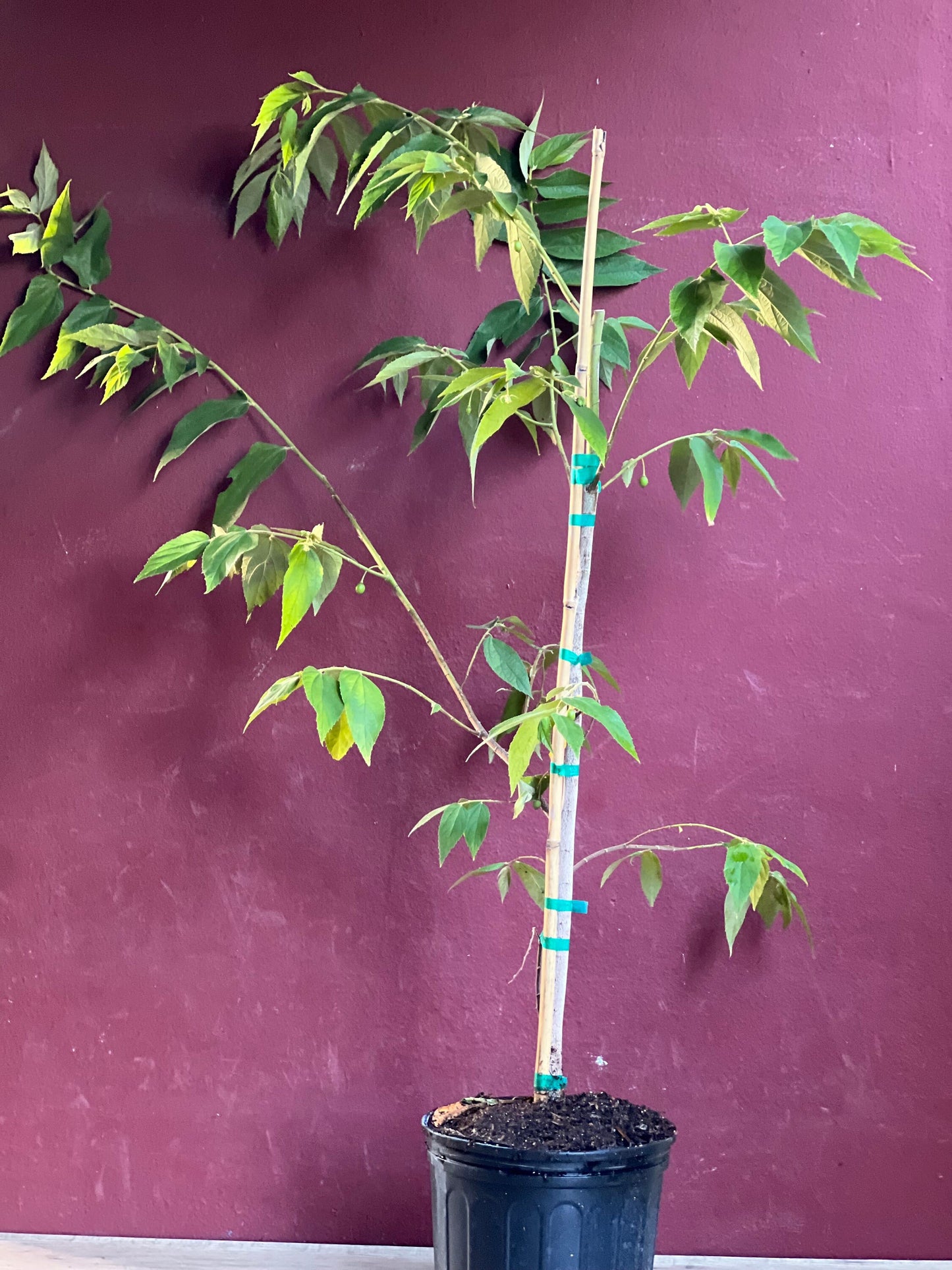 Muntingia calabura ,Strawberry Tree in 10” Pot, Jamaican Strawberry, Kersen