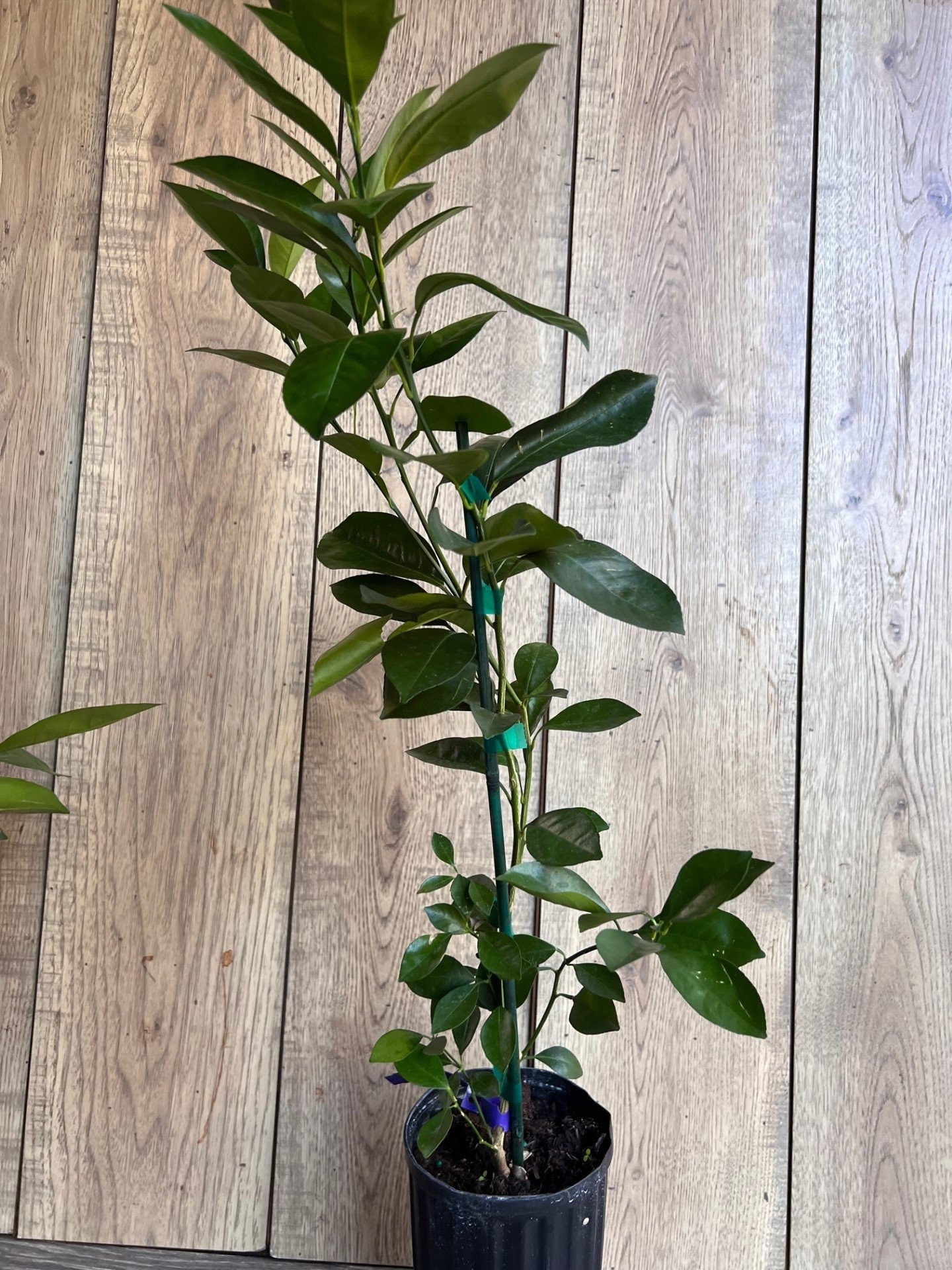 Sunburst Tangerine Tree in half Gallon Pot, Grafted, Florida Shipping Only