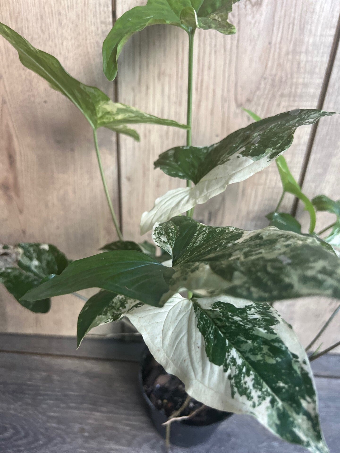 Syngonium Podophyllum Albo-Variegatum in 4" Pot