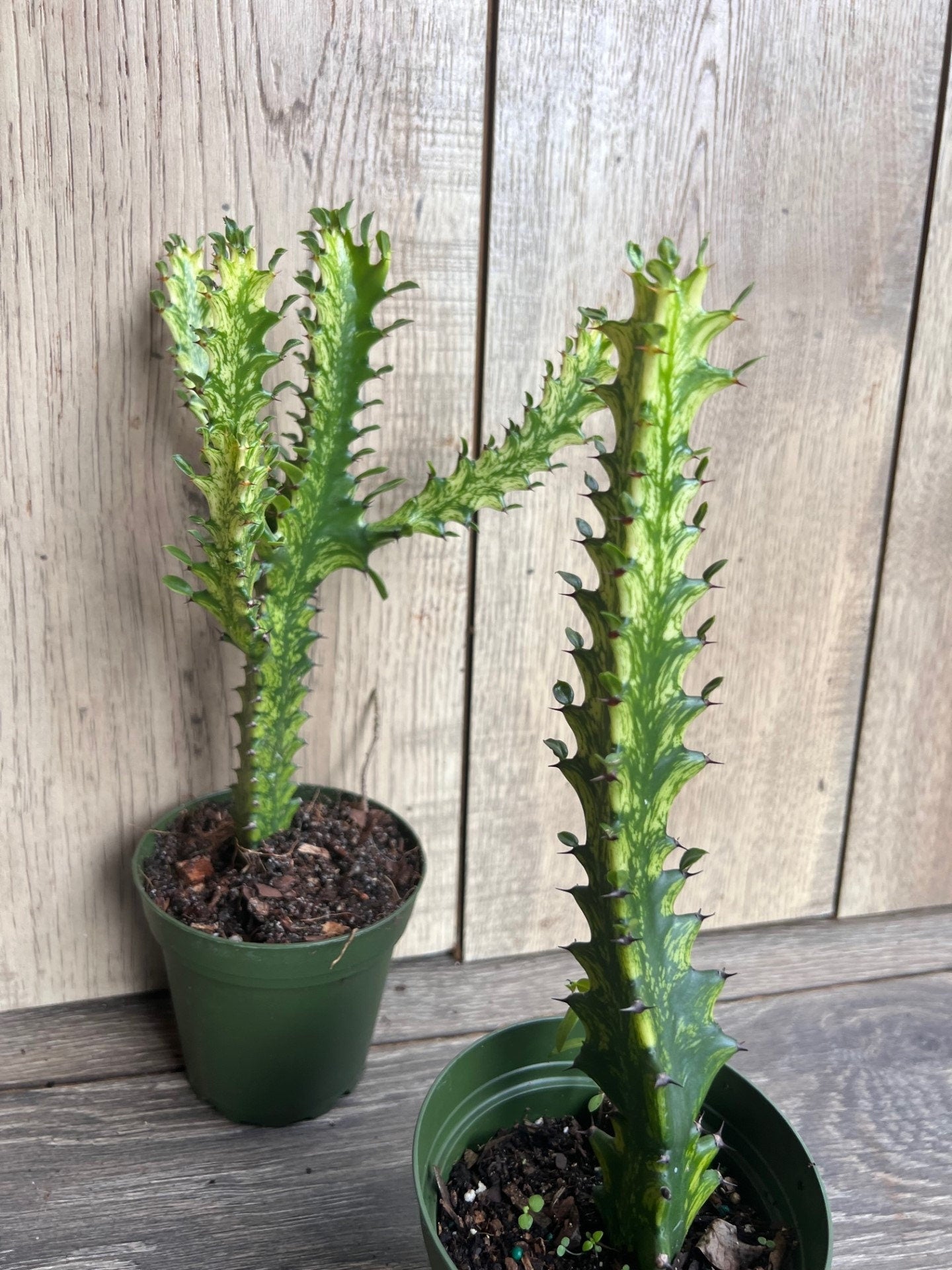 Euphorbia Lactea Variegated, Dragon Bone in 4" Pot, rare, cactus , succulent, Lacei variegata