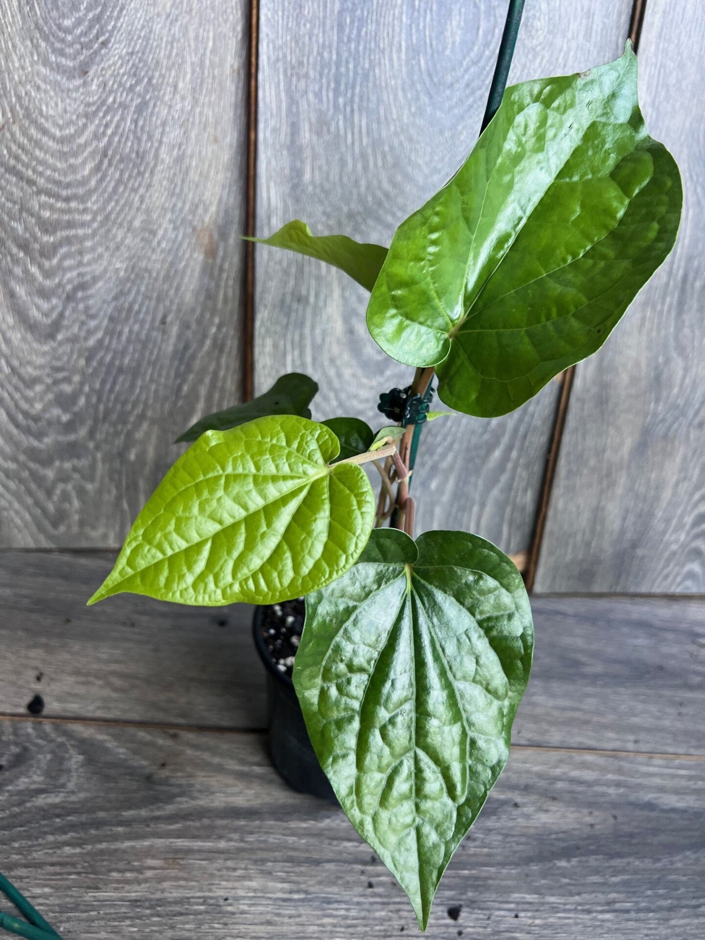 Betel Leaf Plant, Piper Betel in 4" Pot , Daun Sirih Plant ,