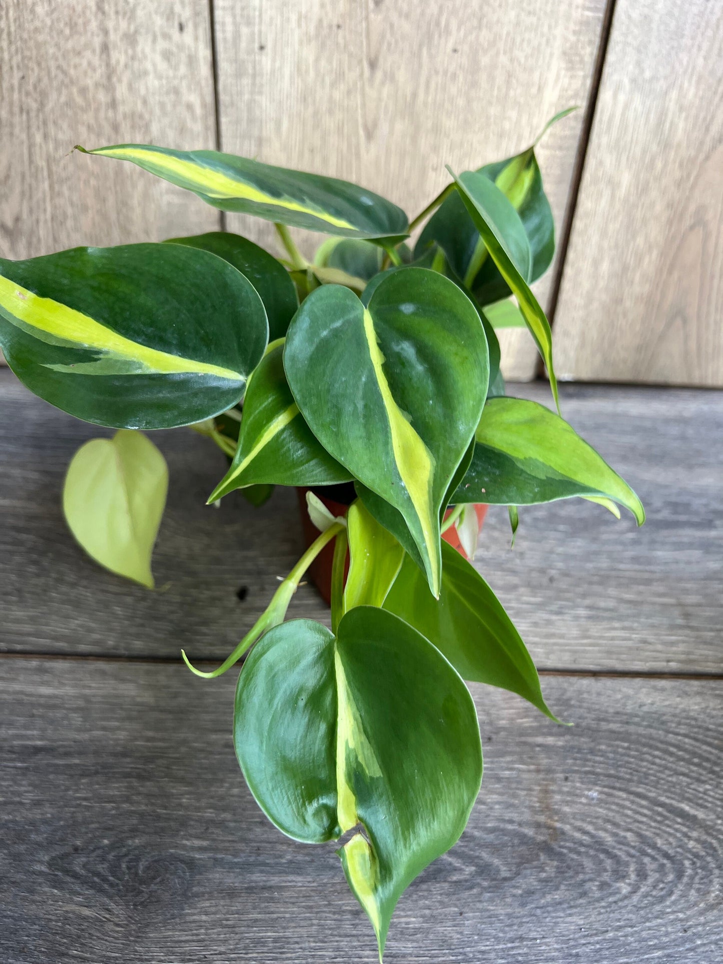 Philodendron Brasil. in 4” pot, philodendron hederaceum,trailing plant, house plant, variegated heart shaped philodendron