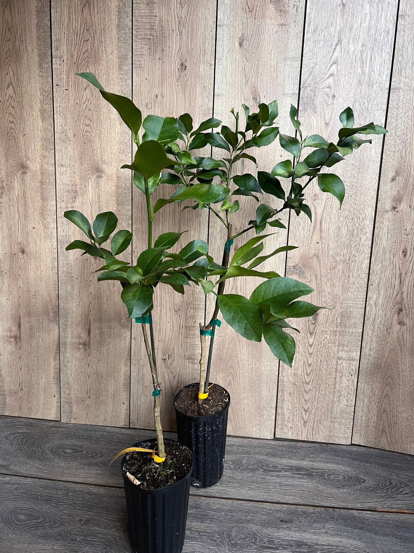 Harvey Lemon in half Gallon Pot, Grafted, Florida Shipping Only