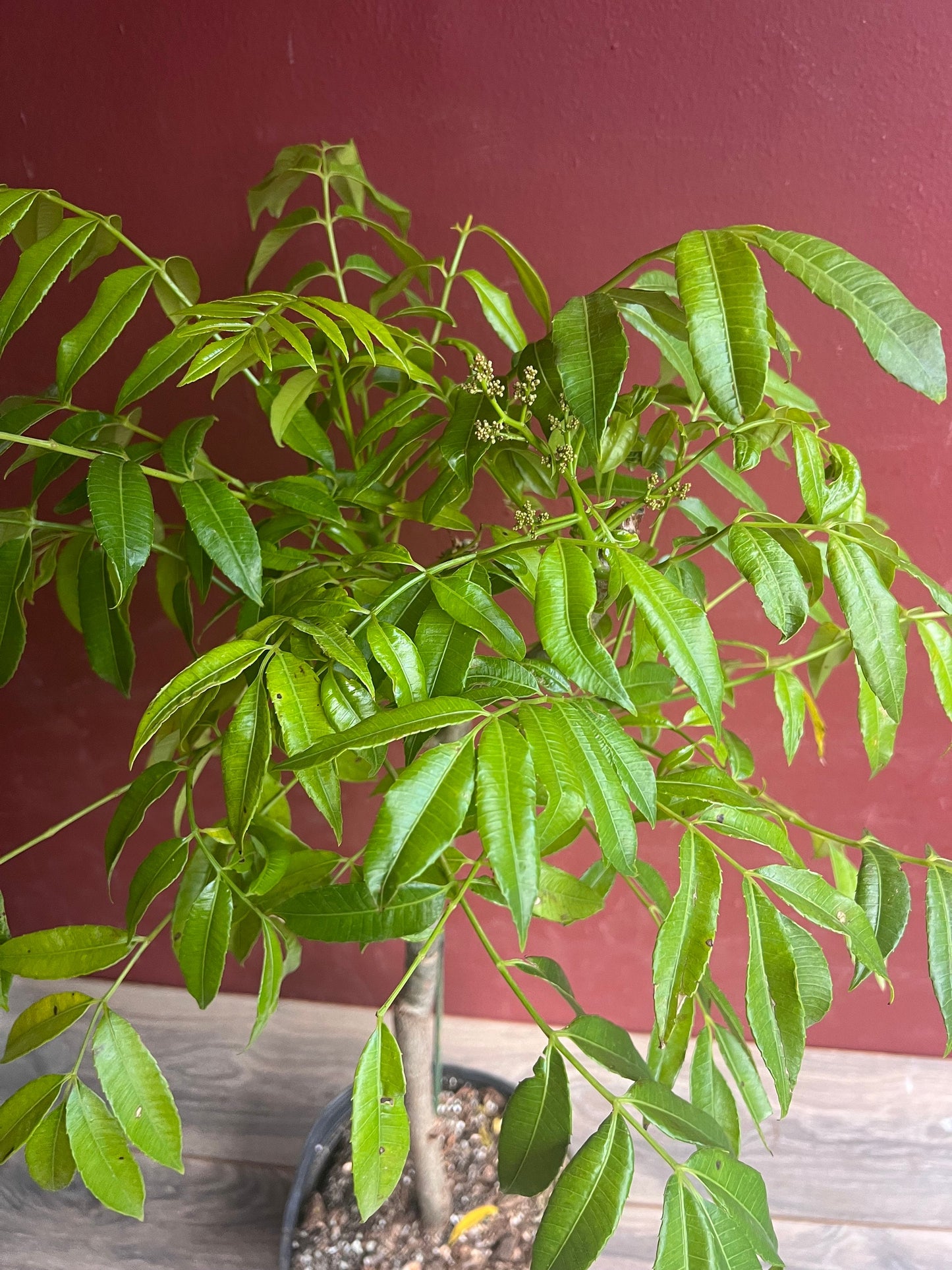 June Plum Dwarf, Ambarella Fruits, Jewel Plums in 10" Pot, Kedondong, No Ship to CA and HI