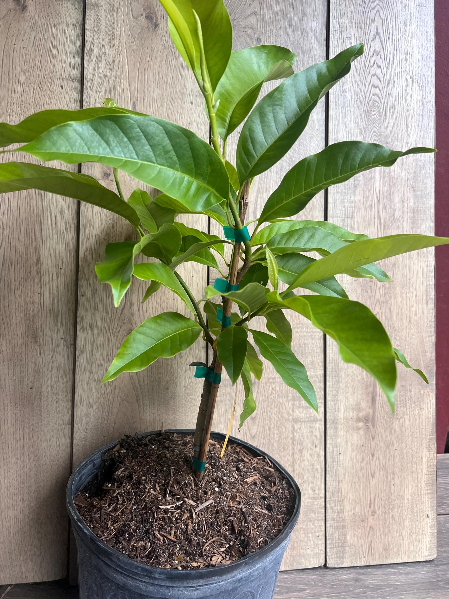 White champaca, Grafted in 3 gallon pot, Ngọc Lan Trắng, Michelia alba