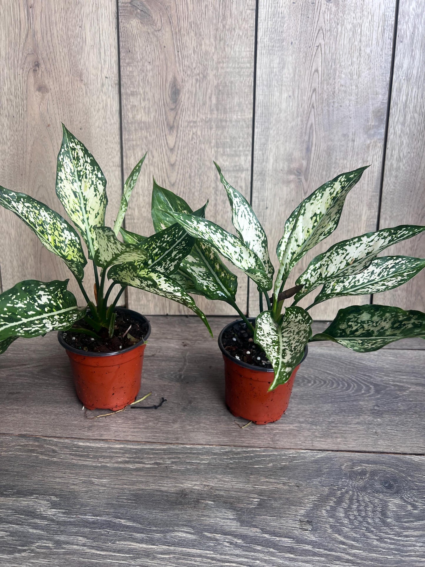 First Diamond Aglaonema in 4" Pot