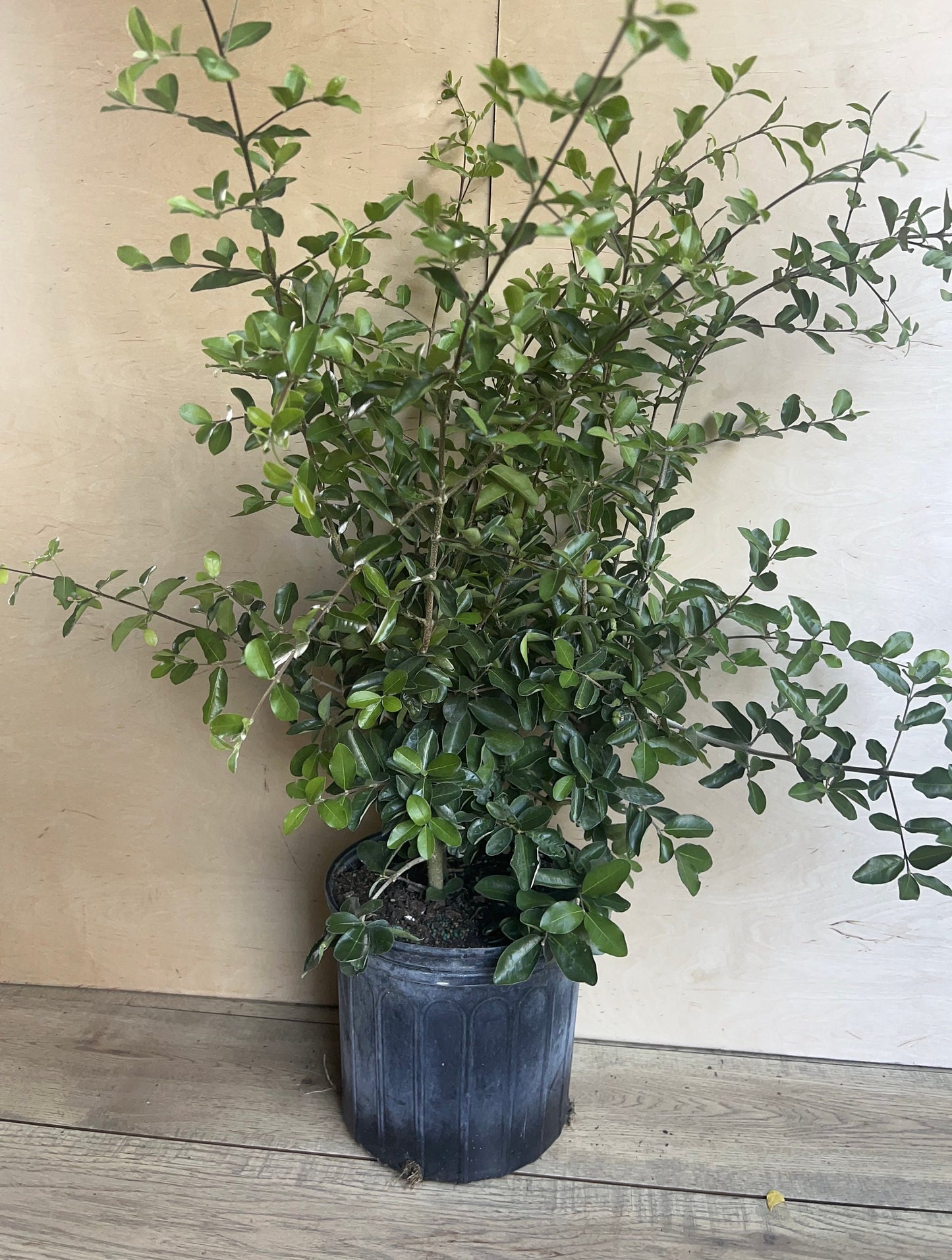 Acerola Cherry, Barbados Cherry Plant in 10" Pot, No Ship to CA and HI