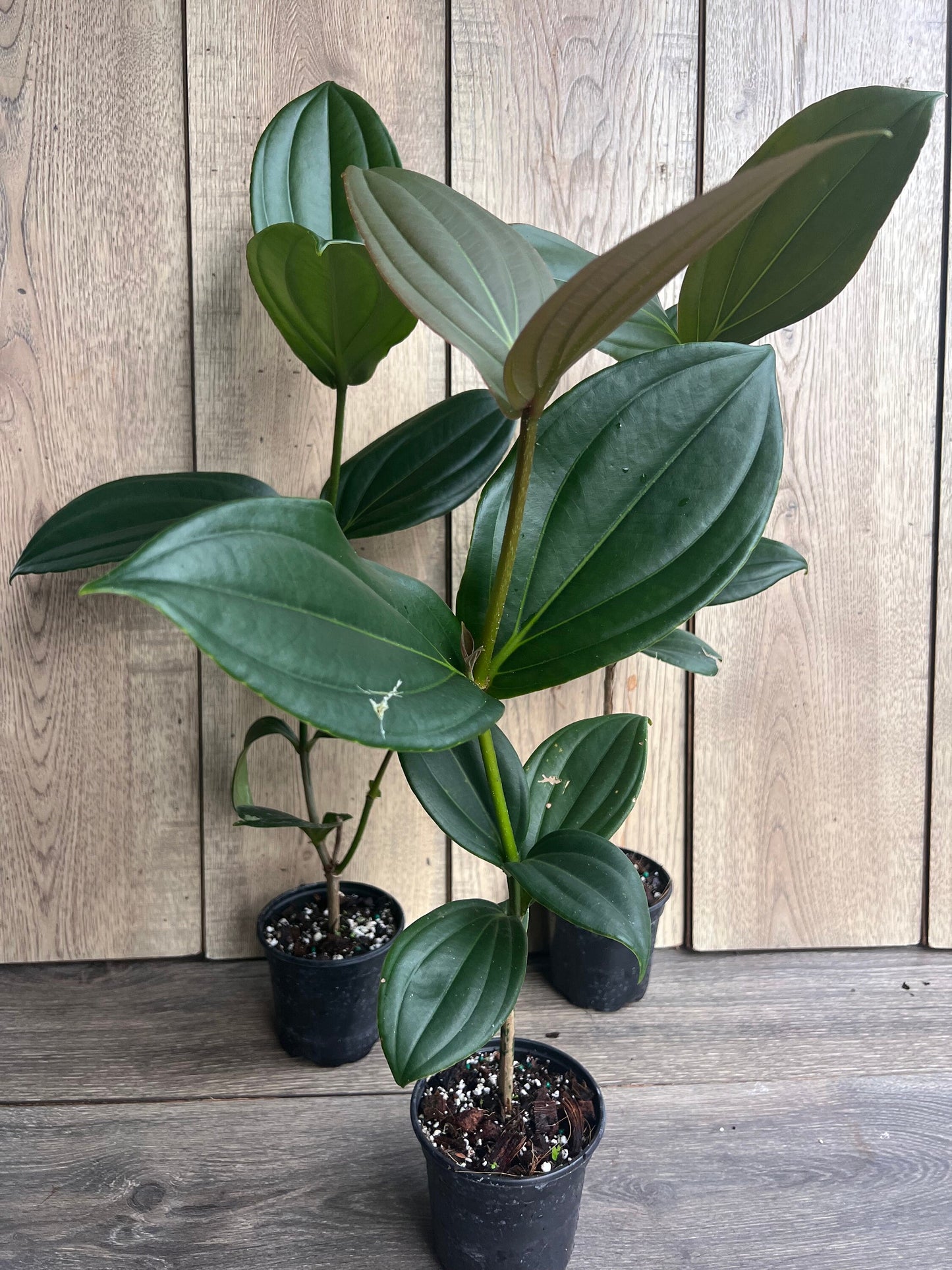 Medinilla myriantha – Malaysian Grapes in 4" Pot