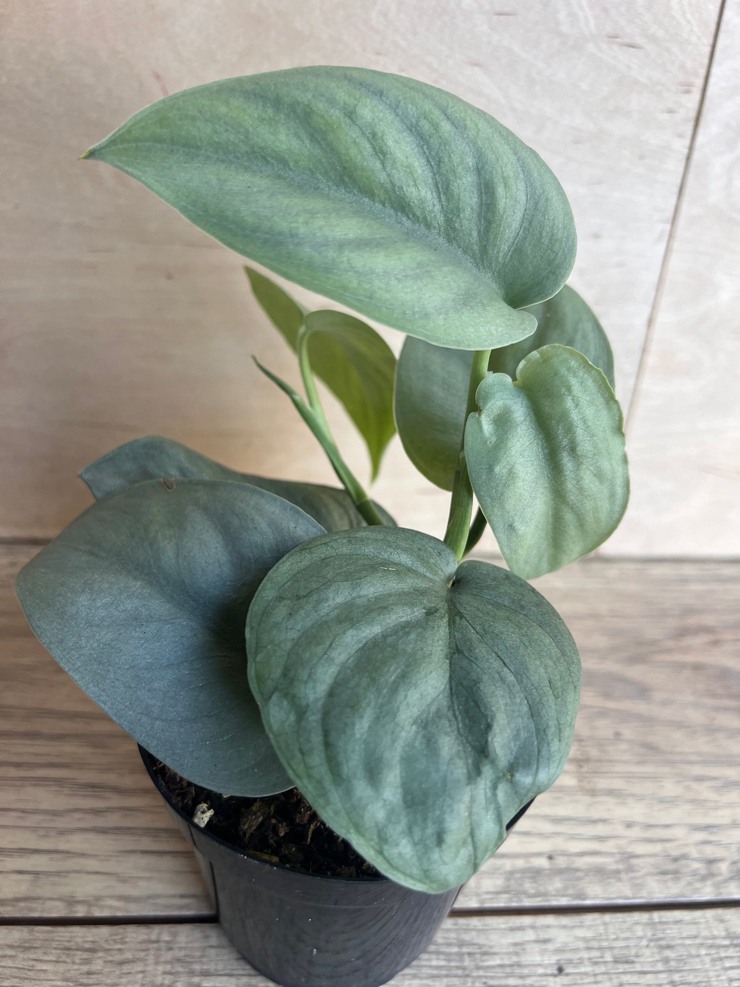 Scindapsus Silver Hero in 4" Pot