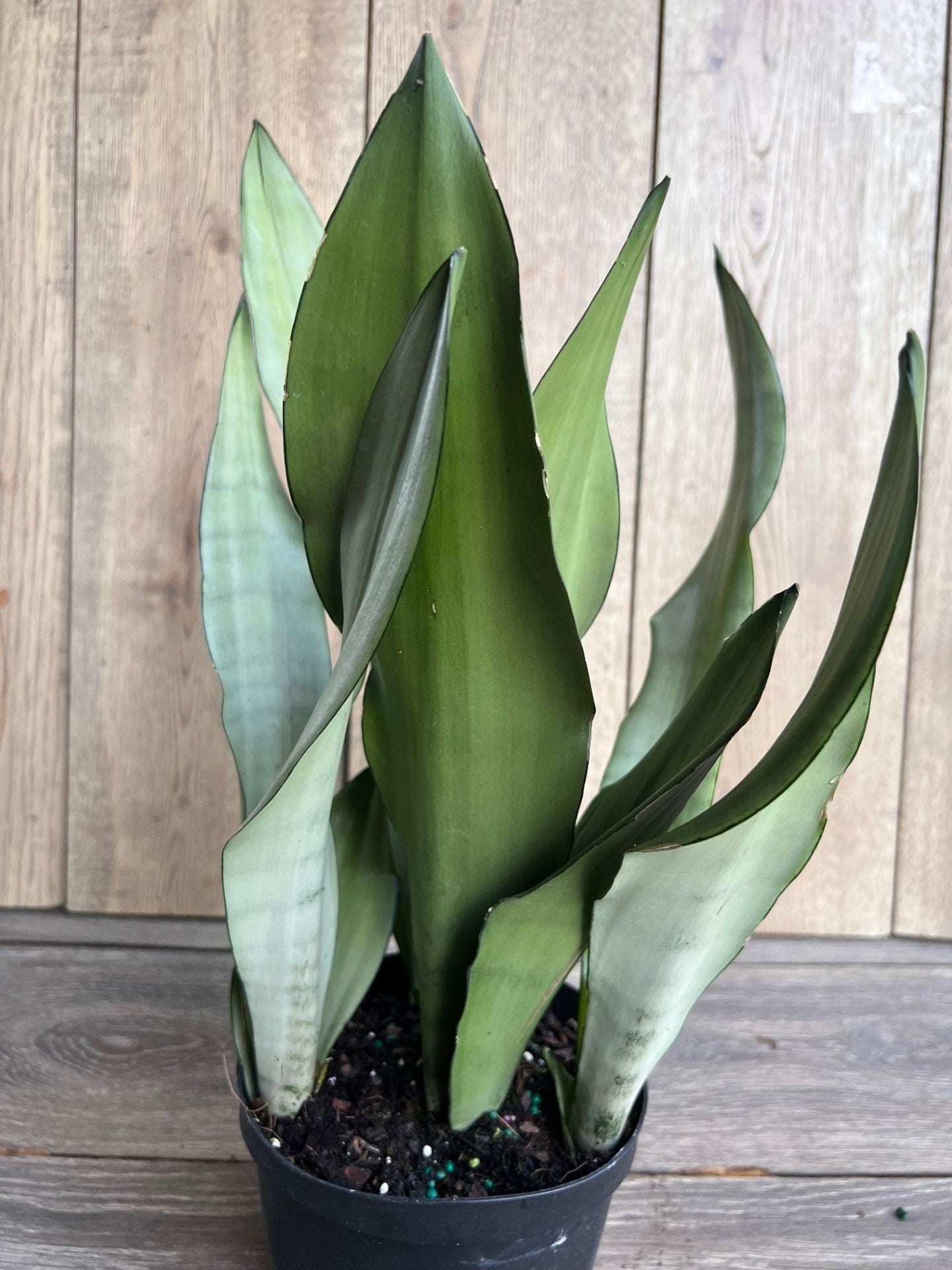 Sansevieria Moonshine in 6" Pot , Snake plant, Live house plant