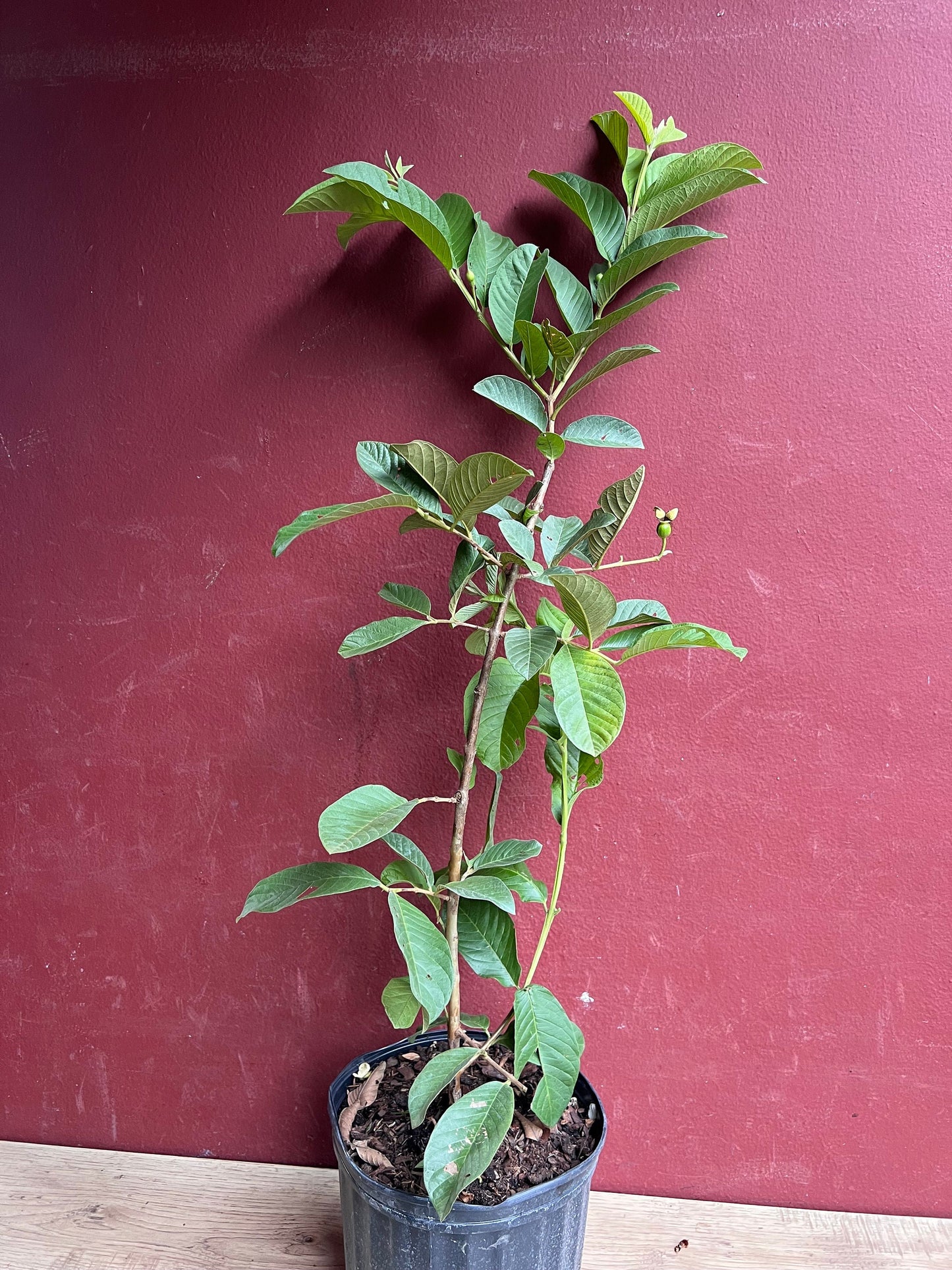 Thai Guava, in 10" Pot, Jambu Batu, Psidium guajava, Ferang, White Guava tree, No Ship to CA and HI