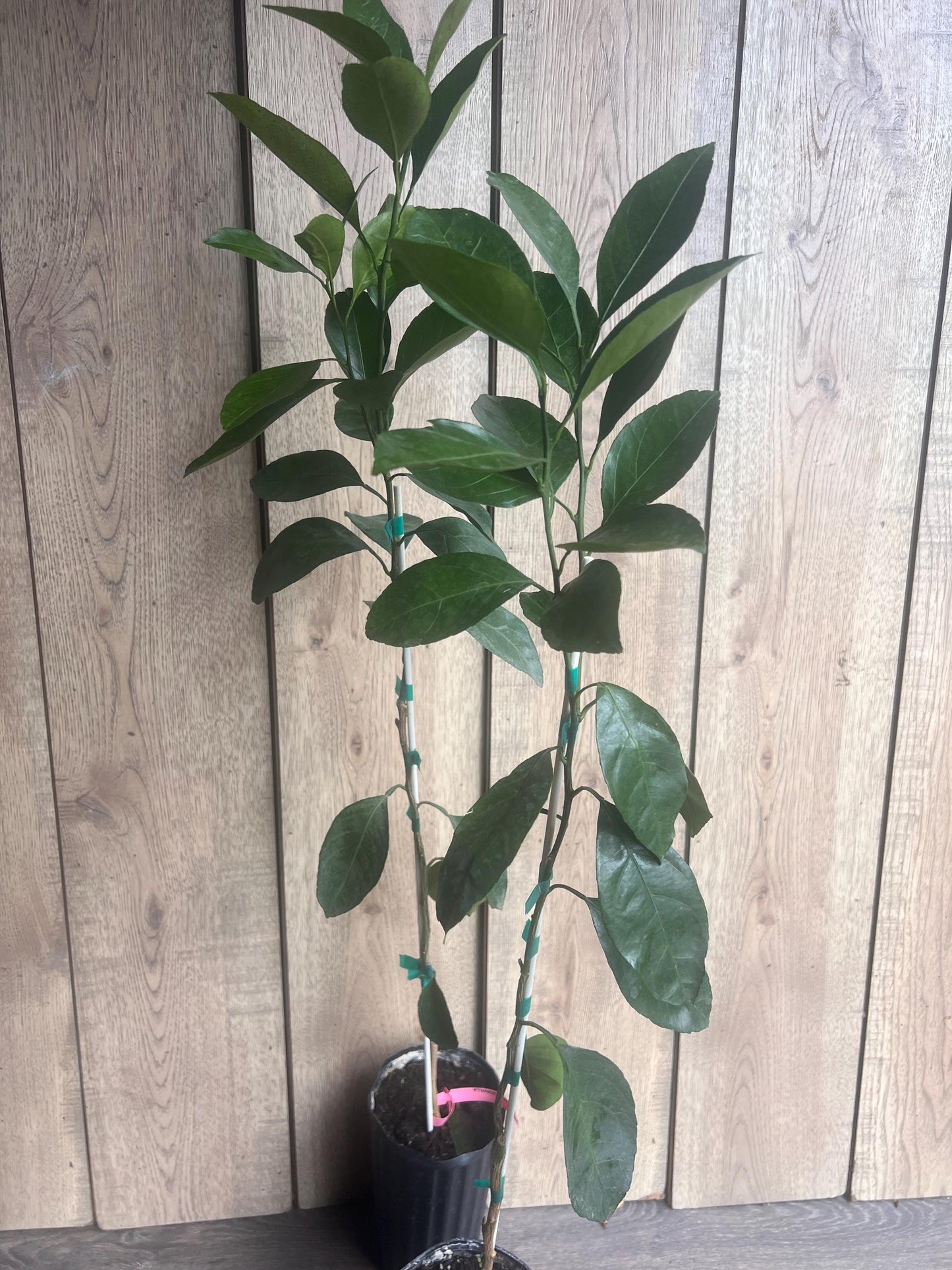Owari Tangerine Tree in half Gallon Pot, Grafted, Cold Hardy, Florida Shipping Only