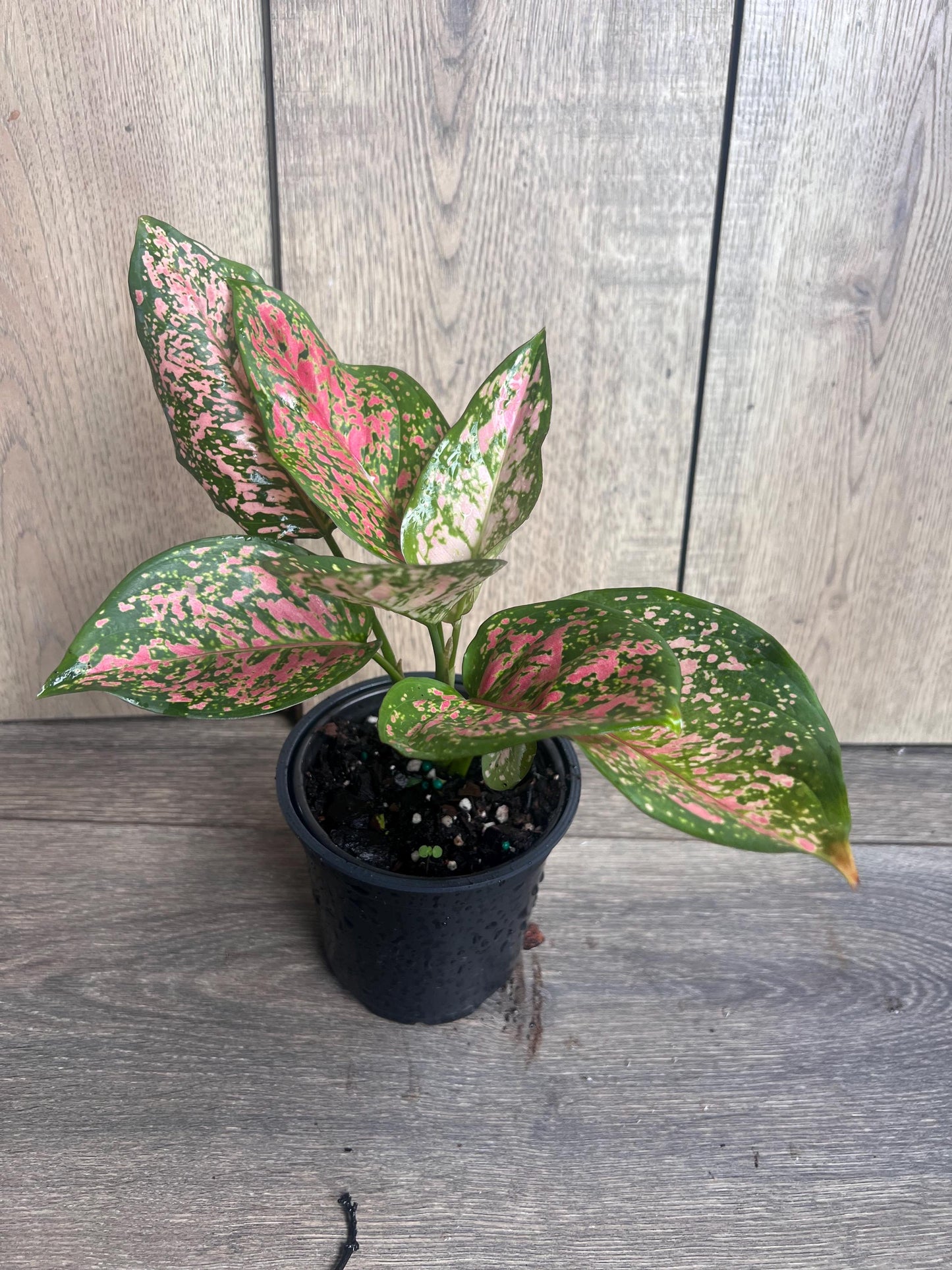 Aglaonema Wishes (Red Valentine) 4" Pot