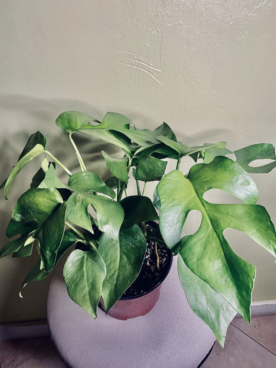 Rhaphidophora tetrasperma AKA Monstera Minima AKA Ginny Monstera, Live Plant, 6" Pot, Ultra Rare Indoor Air Purifier