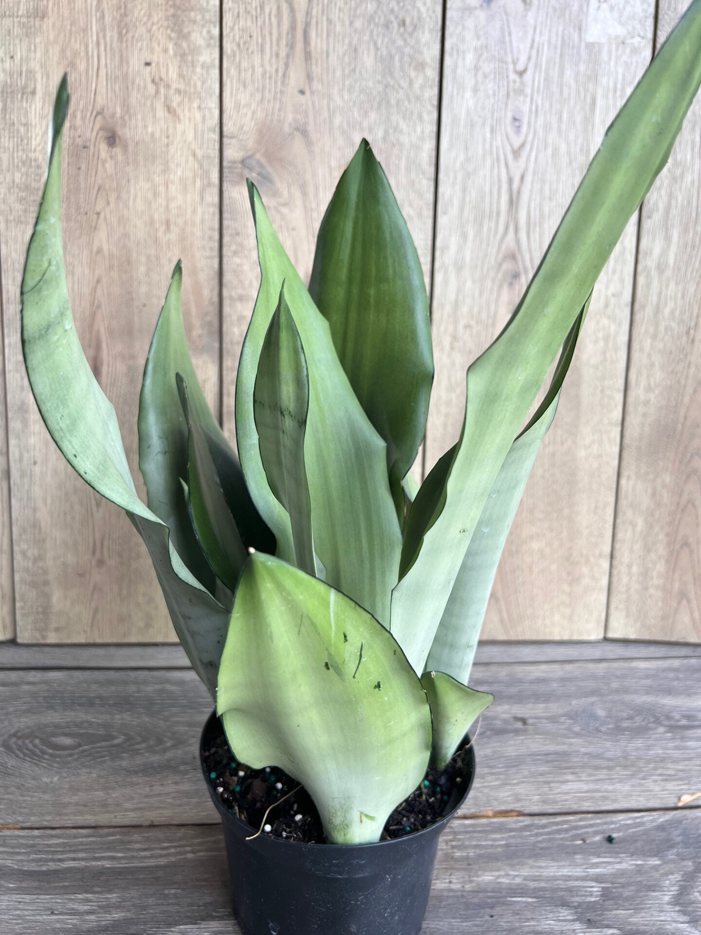 Sansevieria Moonshine in 6" Pot , Snake plant, Live house plant