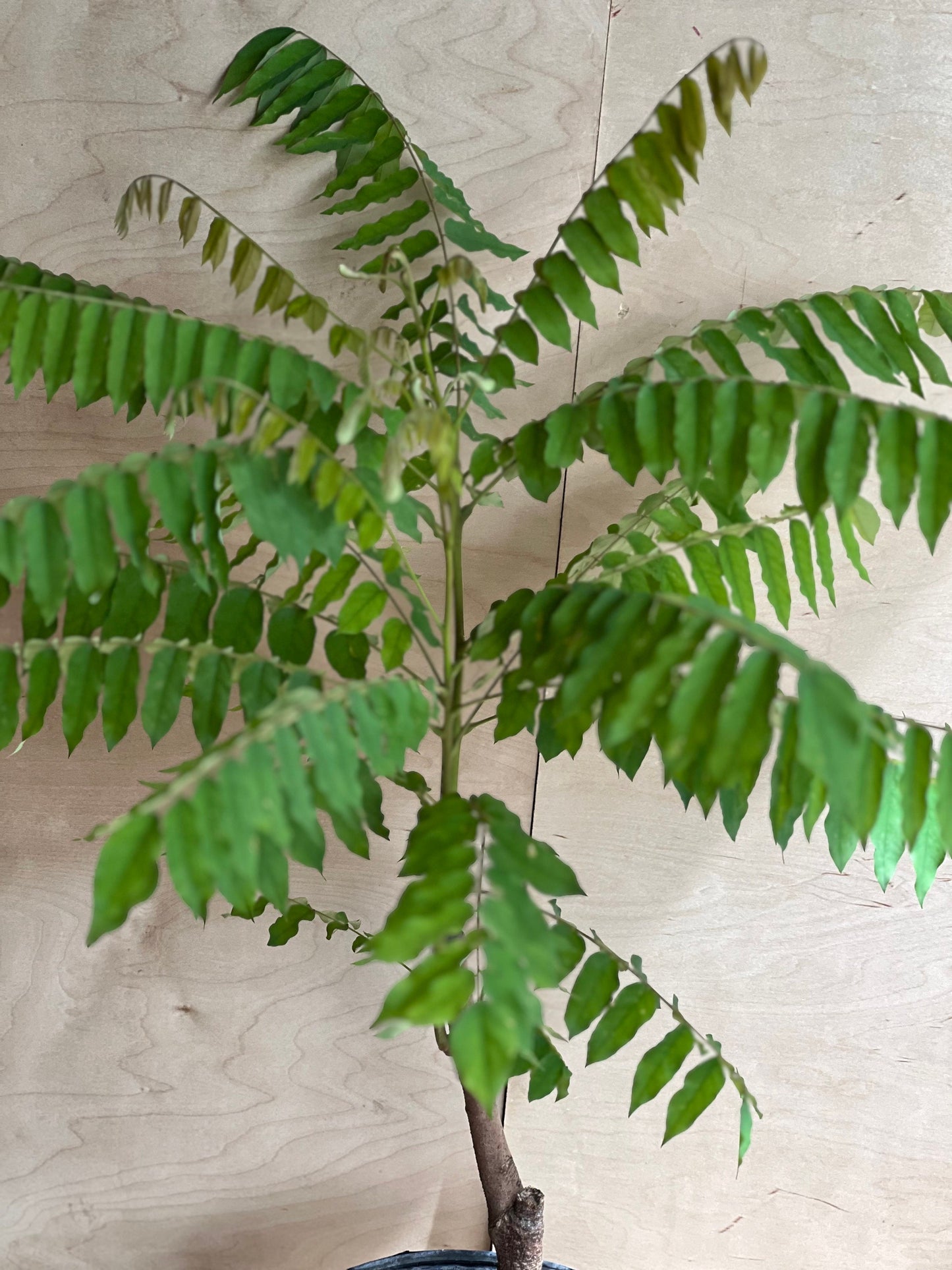 Bilimbi, Averrhoa, Belimbing wuluh in 3 gallon pot, cucumber tree, tree sorrel.