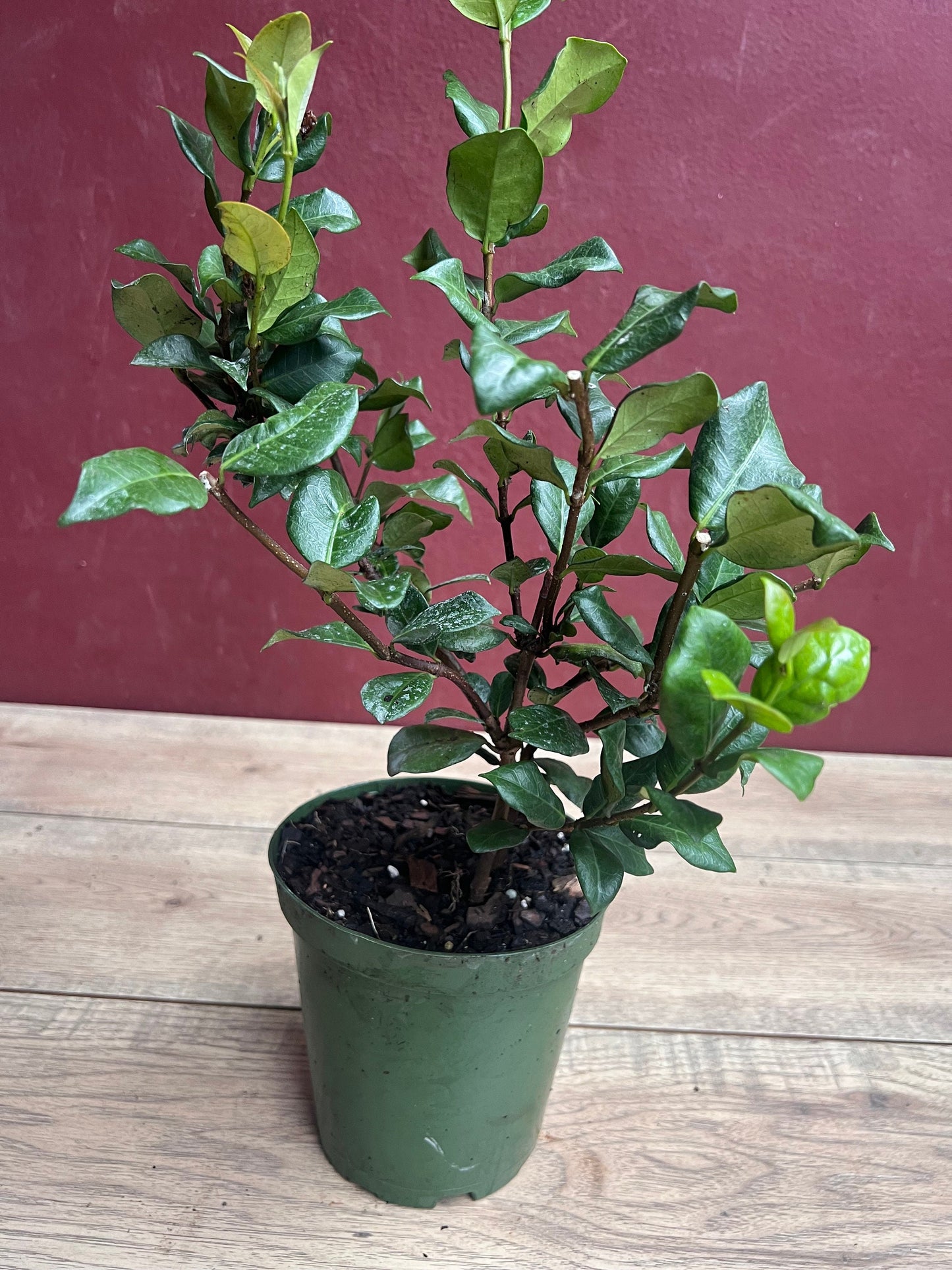 Confederate Jasmine, Trachelospermum jasminoides, star jasmine in 6" Pot