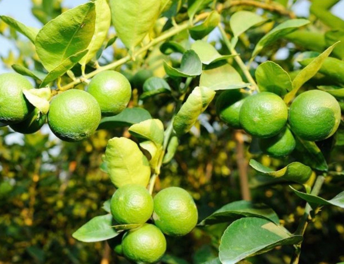 Key Lime Tree in half Gallon Pot, Grafted, Florida Shipping Only
