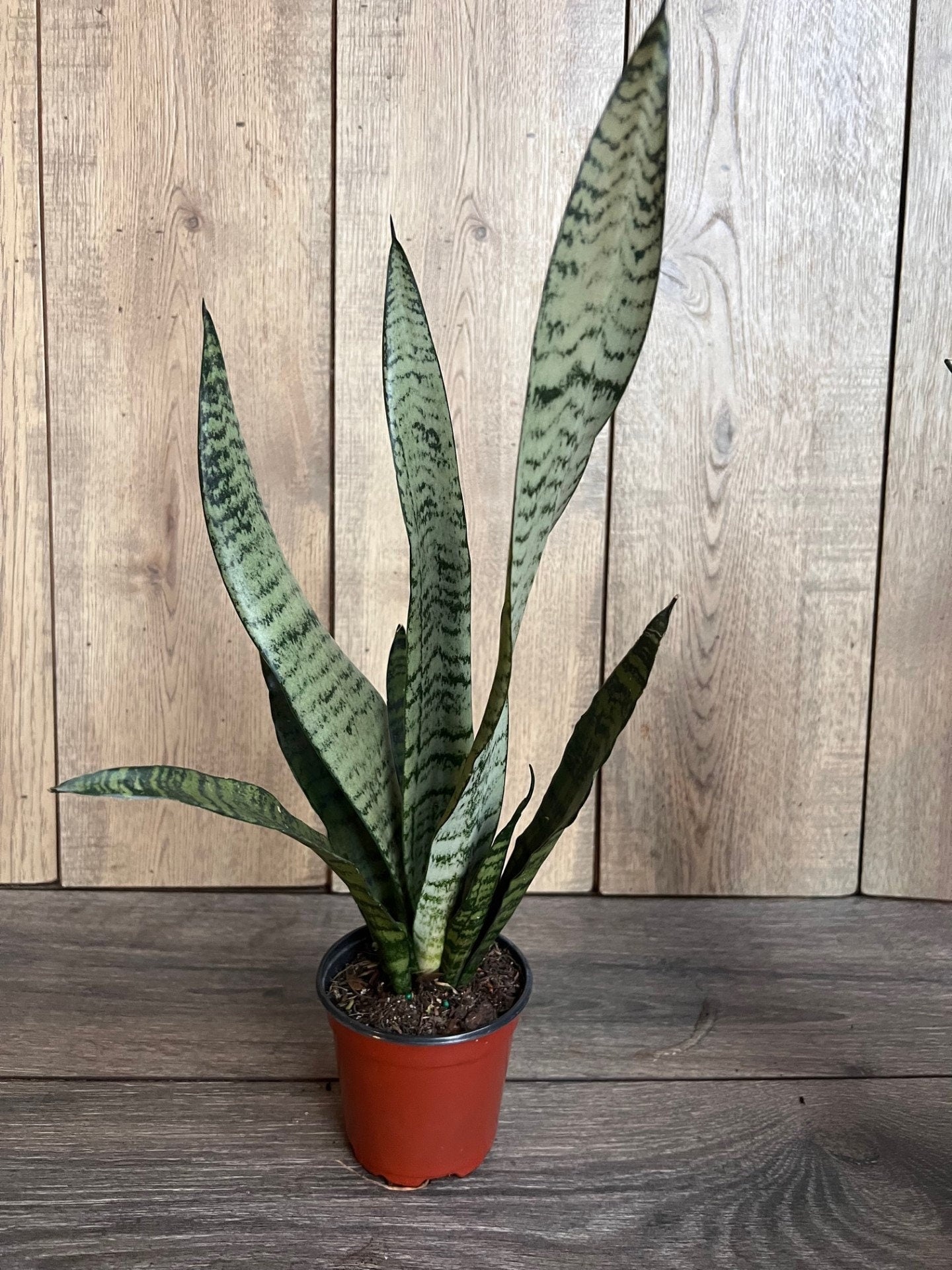 Sansavieria Zeylanica, in 4"pot, snake plant