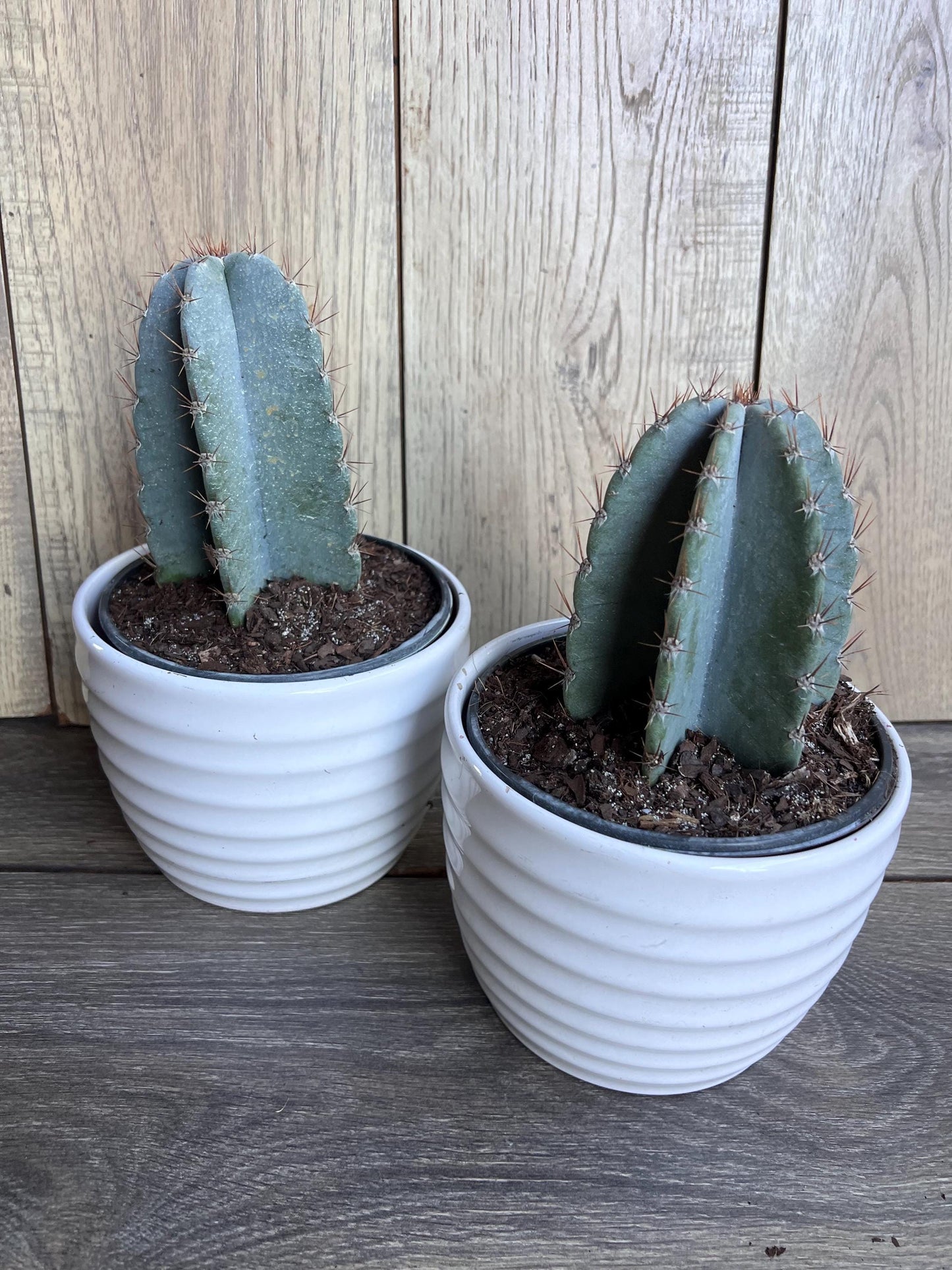 Cereus Peruvianus Cactus in 6" Pot, Giant Peruvian Apple Cactus