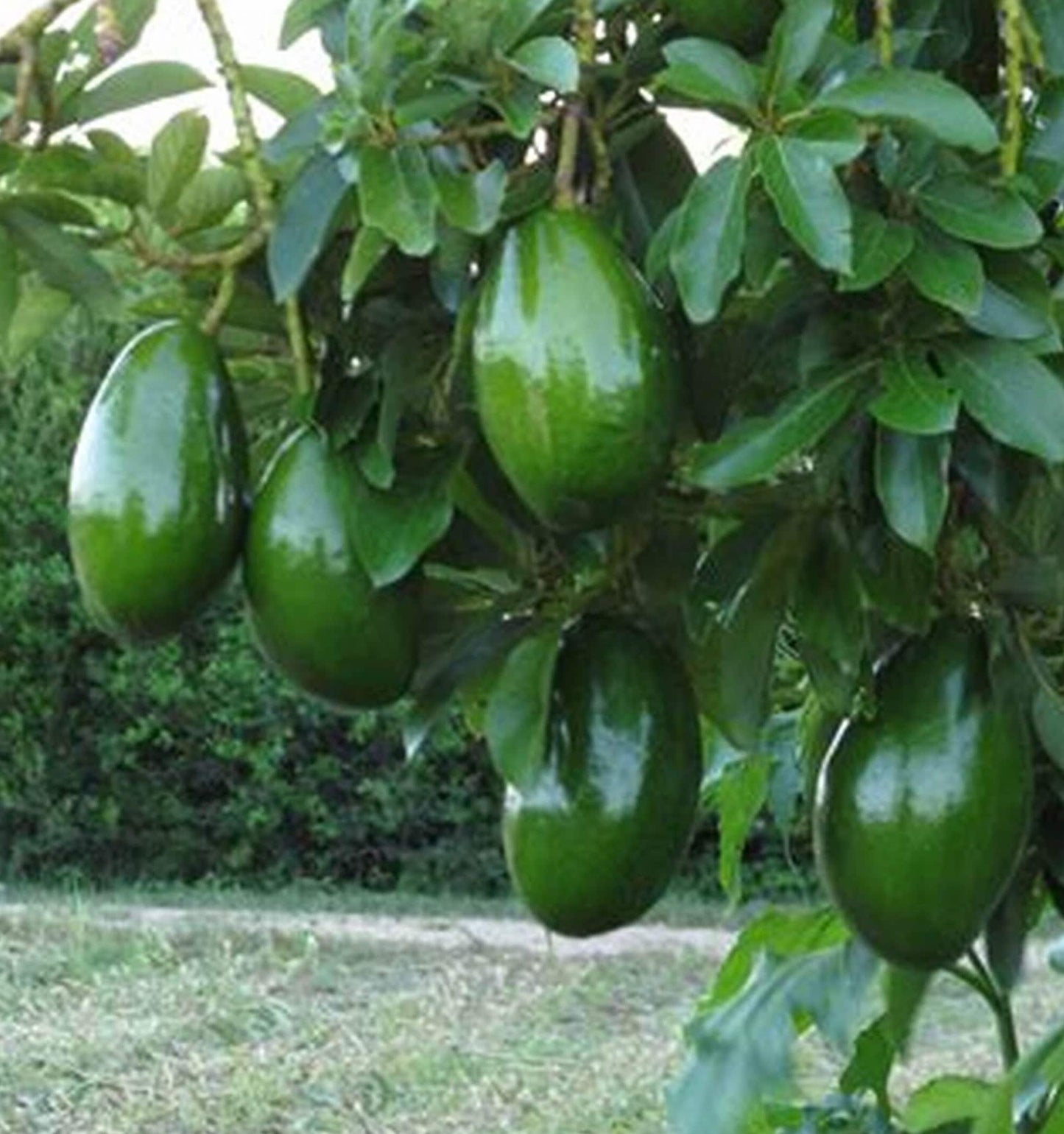 Avocado 'Choquette', Persia americana Tree , Grafted in 3 Gallon Pot, No Ship to HI