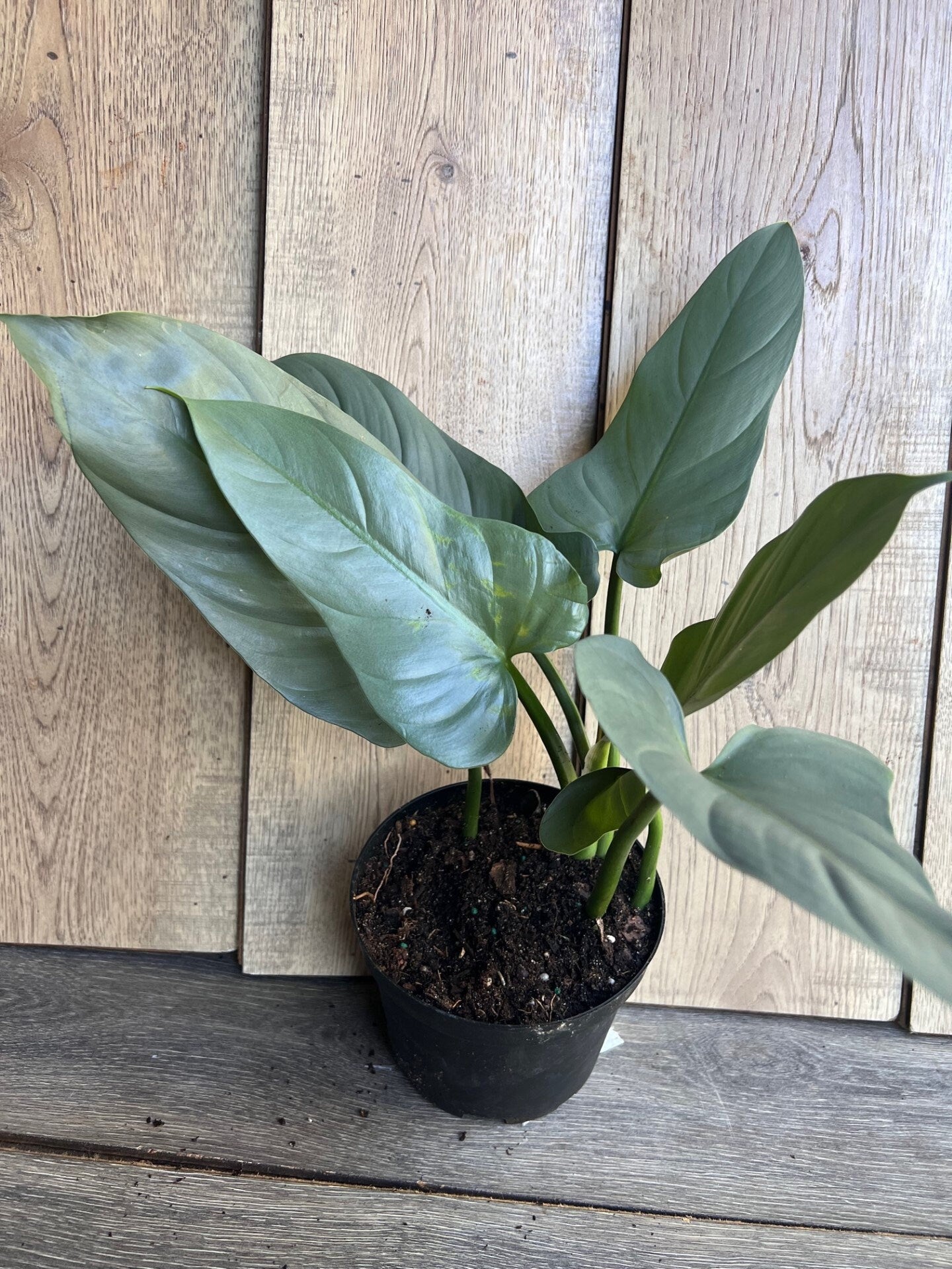 Philodendron SIlver Swords, Philodendron Hastatum in 6" pot